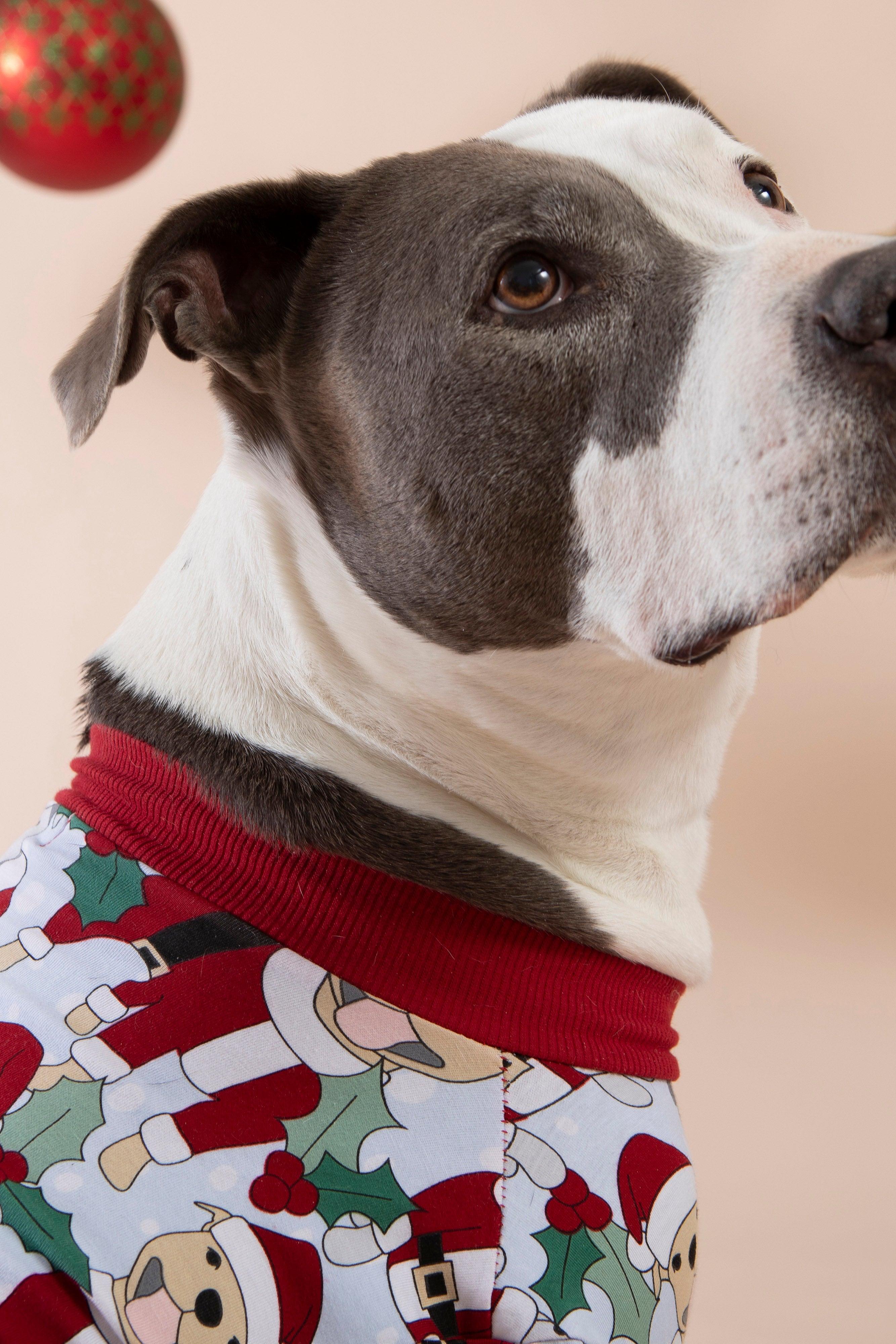 Dog Christmas Tee | Santa Paws