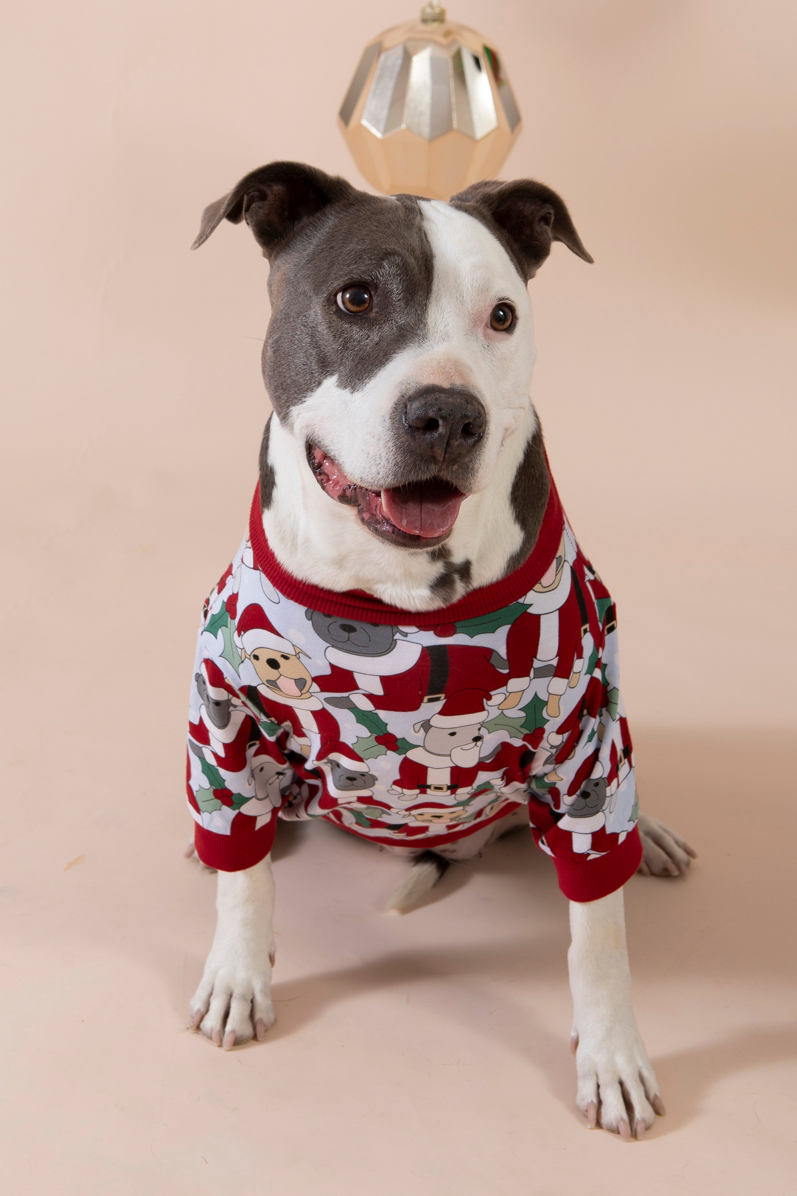 Dog Christmas Tee | Santa Paws