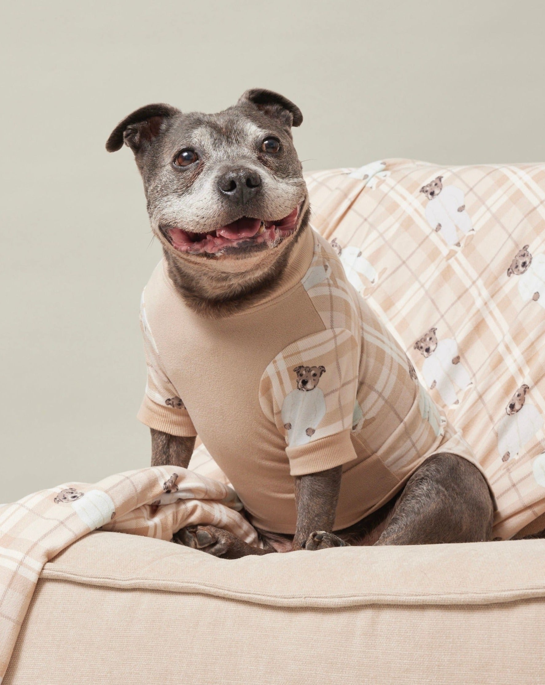 Darren and Phillip match your dog.