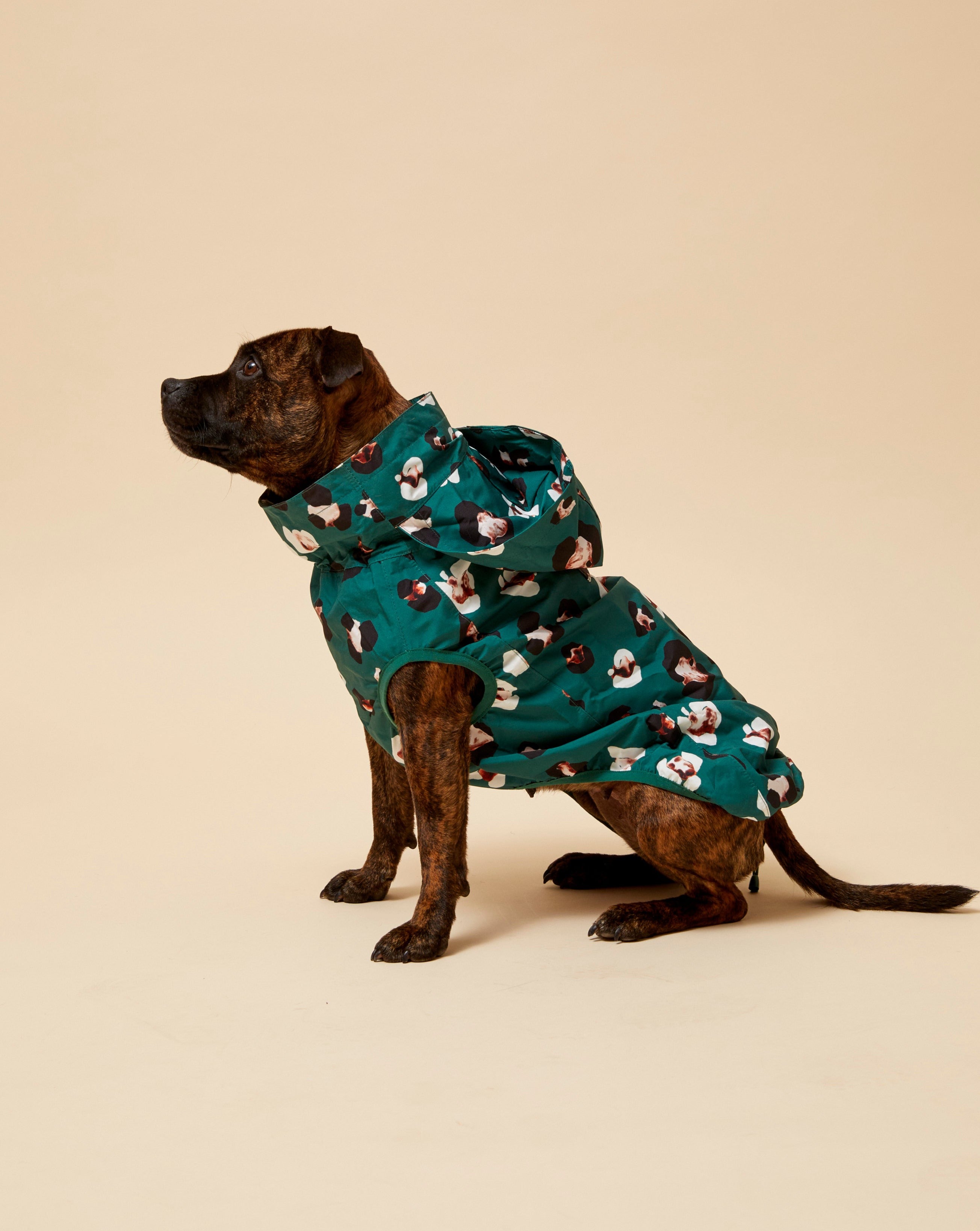 Darren and Phillip dog raincoat.