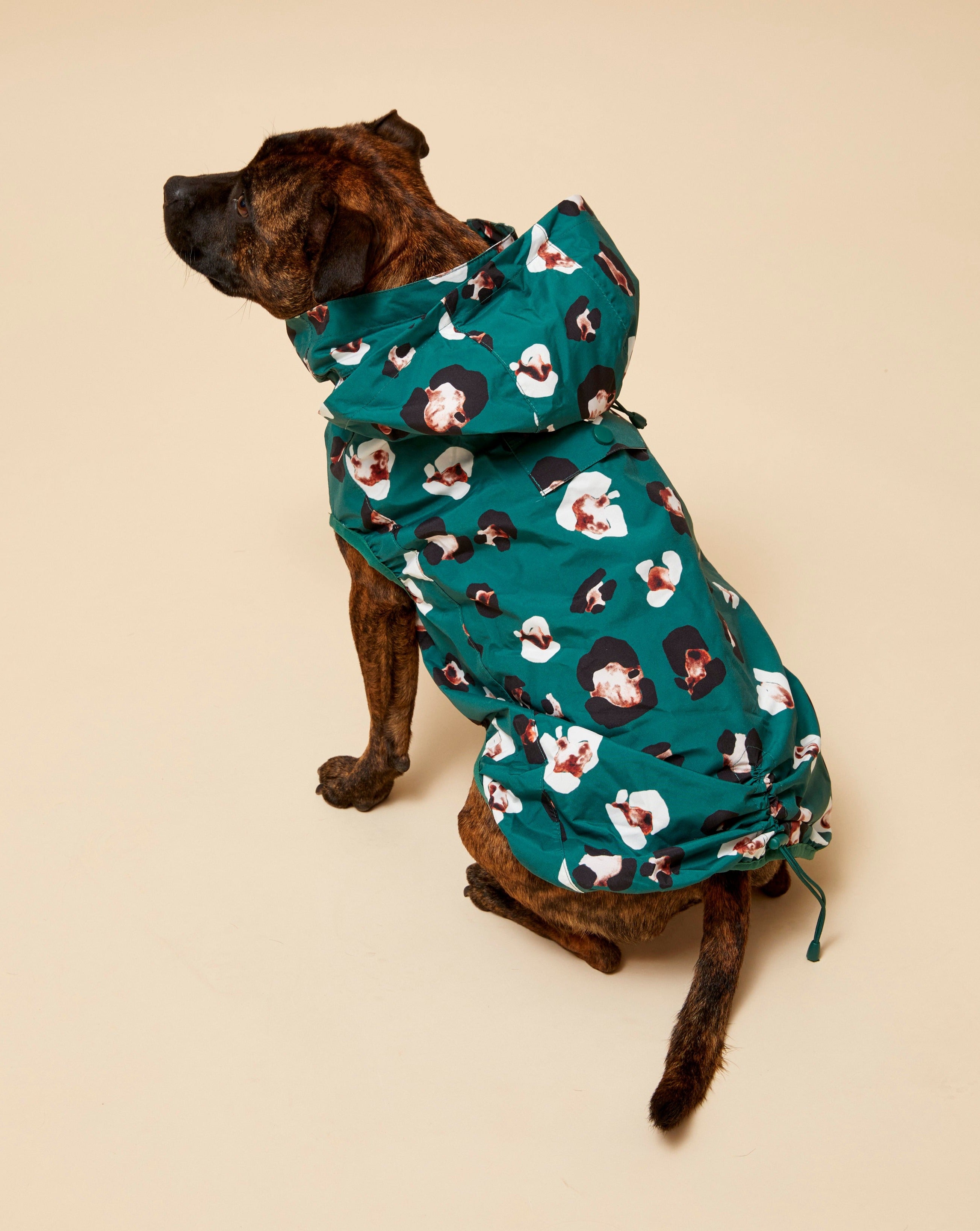 Darren and Phillip lightweight dog raincoat.
