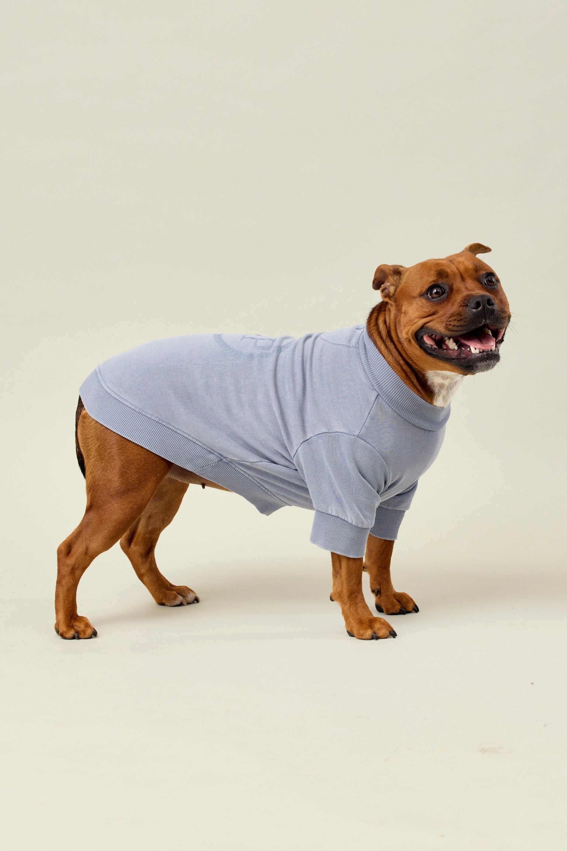 BFF Dog Sweatshirt | Slate