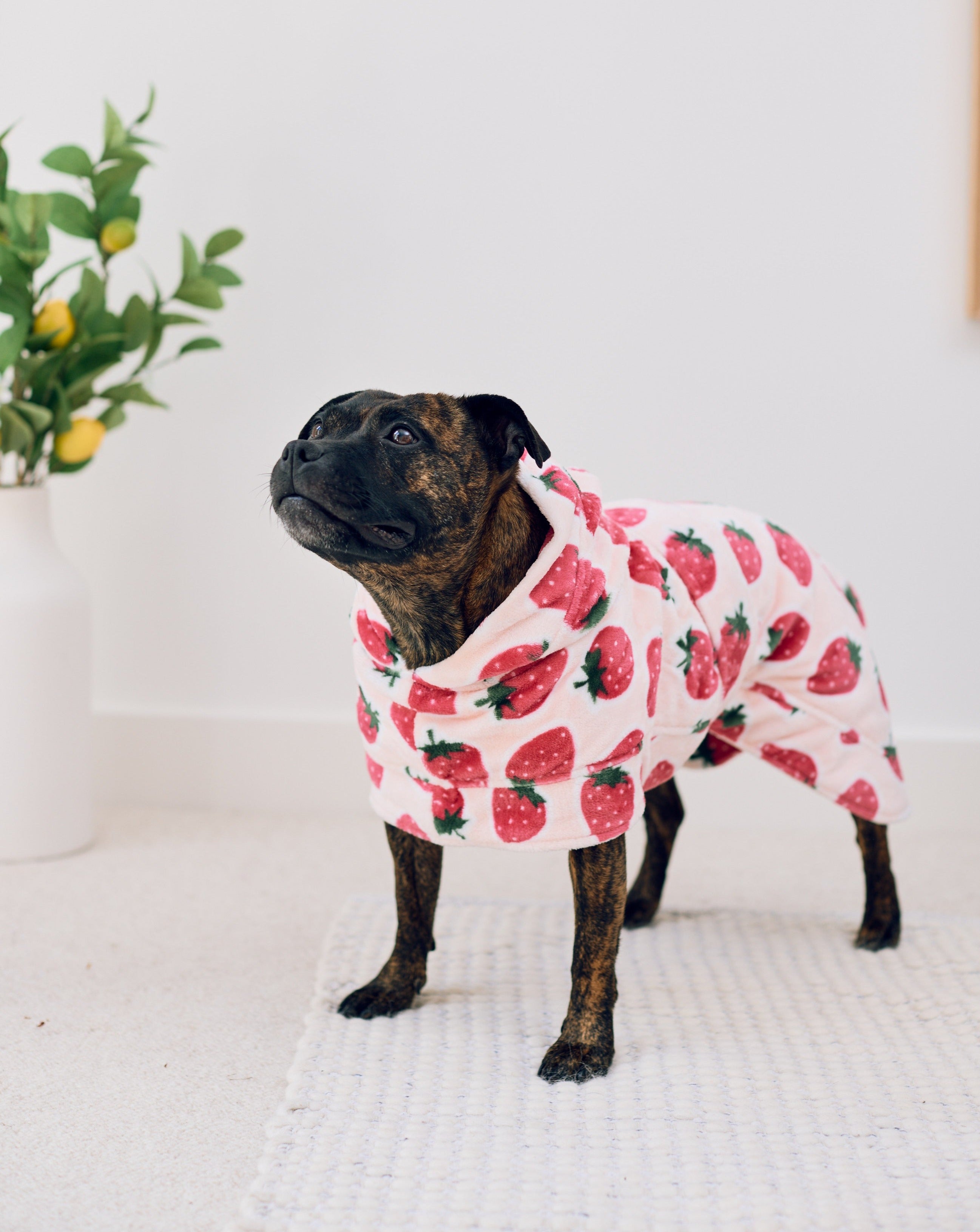 Dog Lounge Robe | Cutie Frutti, Strawberry