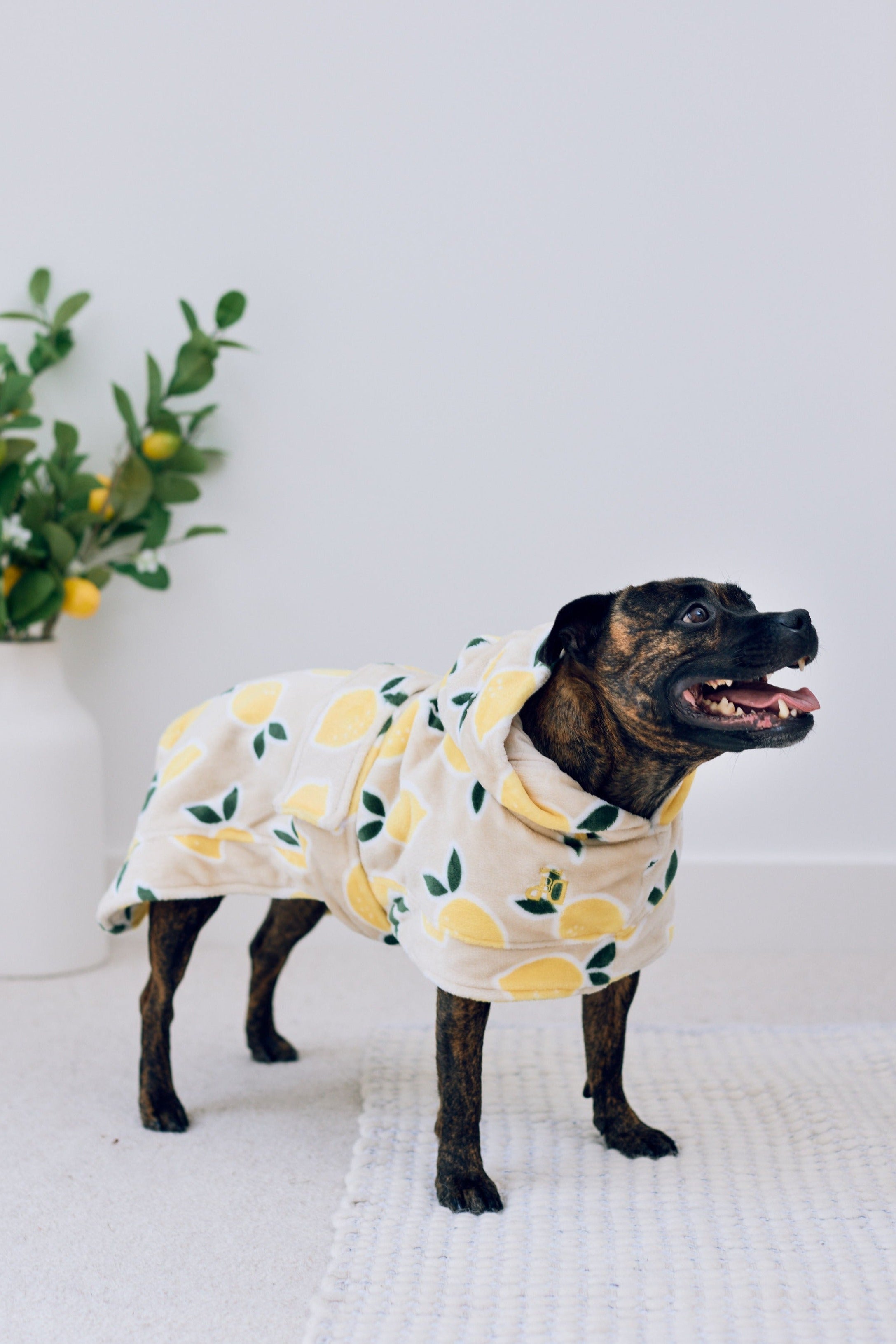 Darren and Phillip lemon print dog robe.
