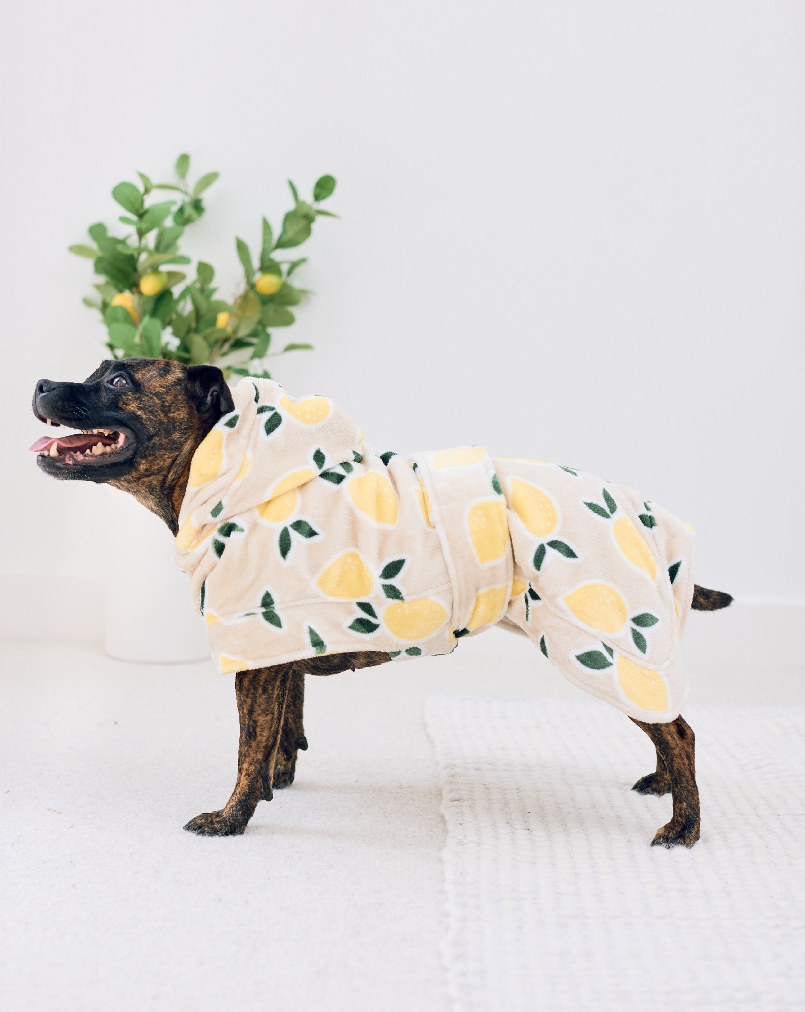 Darren and Phillip lemon print dog robe.