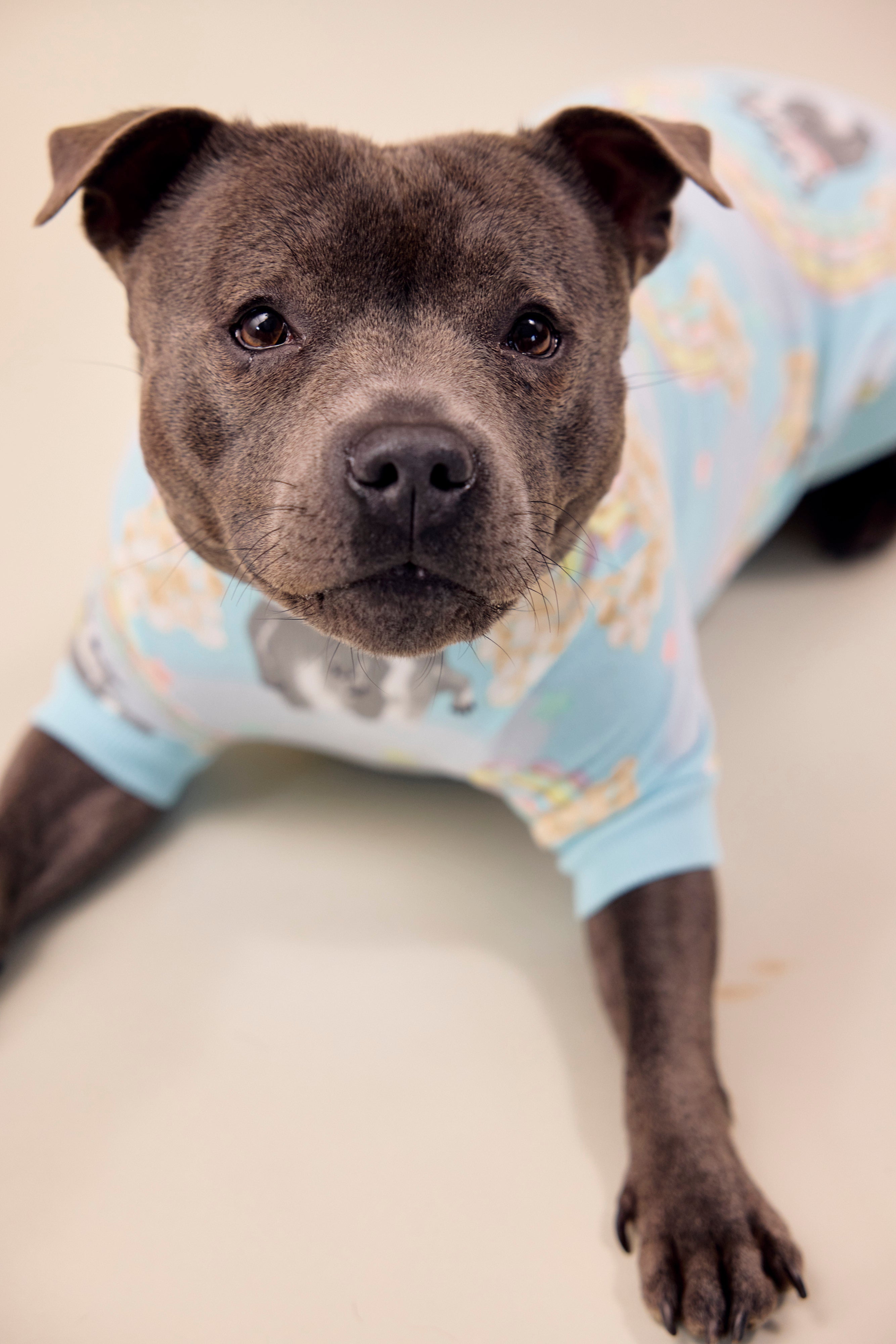 Dog Tee | Sweet Rainbow Dreams