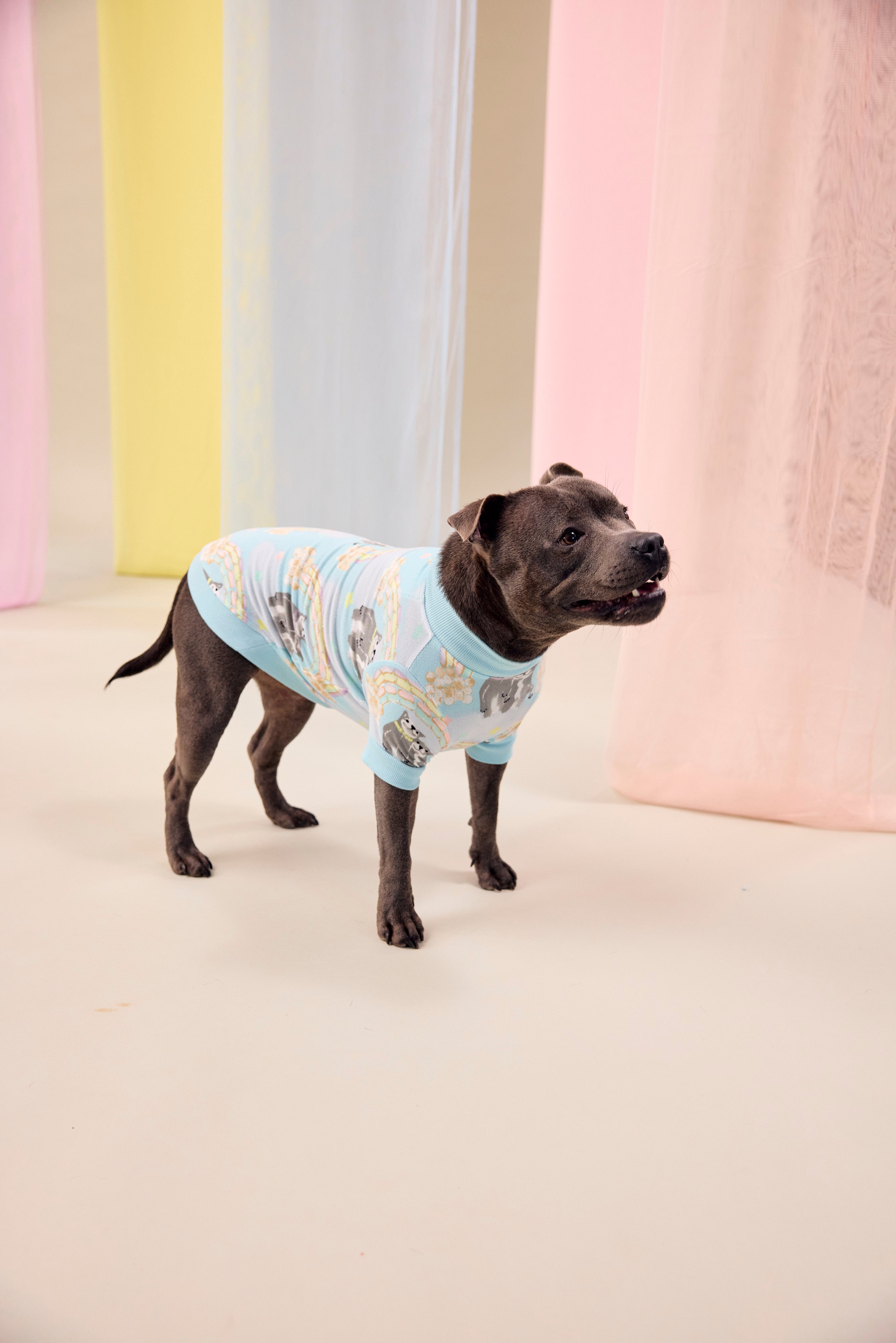 Dog Tee | Sweet Rainbow Dreams