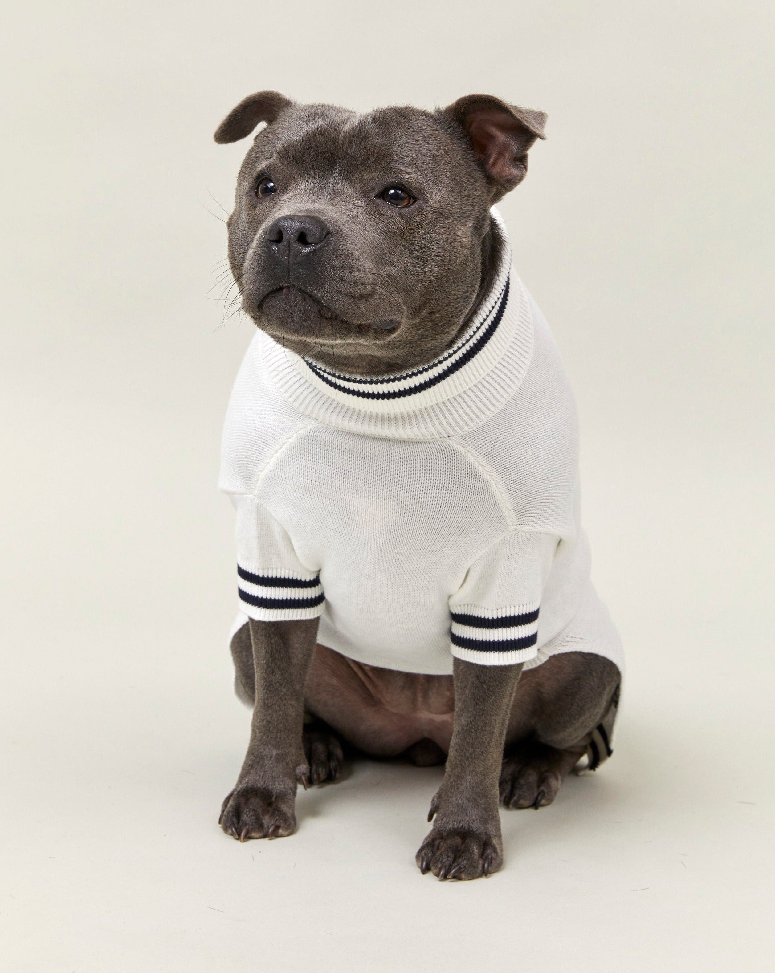 A staffy wearing the Darren and Phillip Intarsia knit dog jumper.