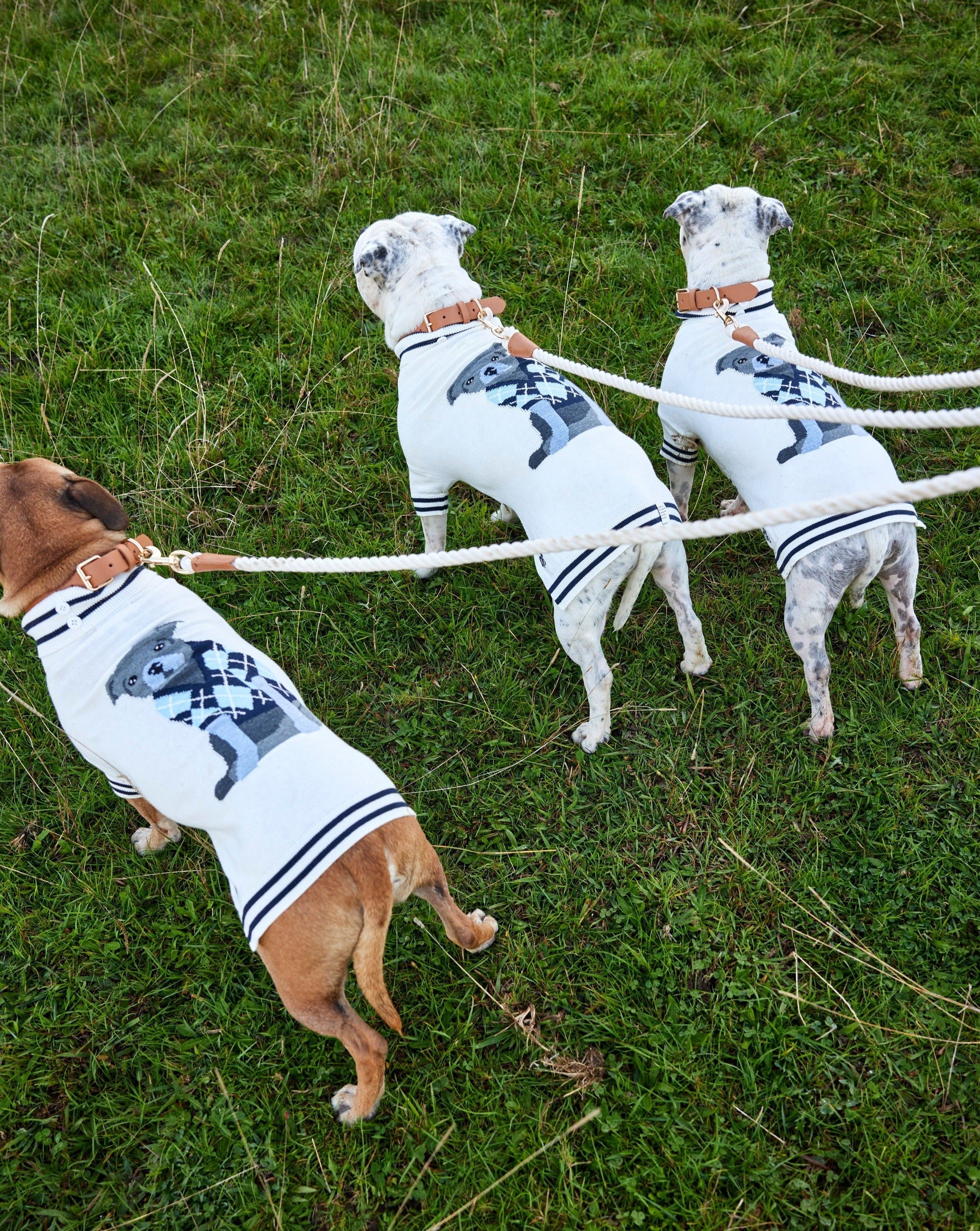 Three staffys wearing Darren and Phillip dog jumpers.