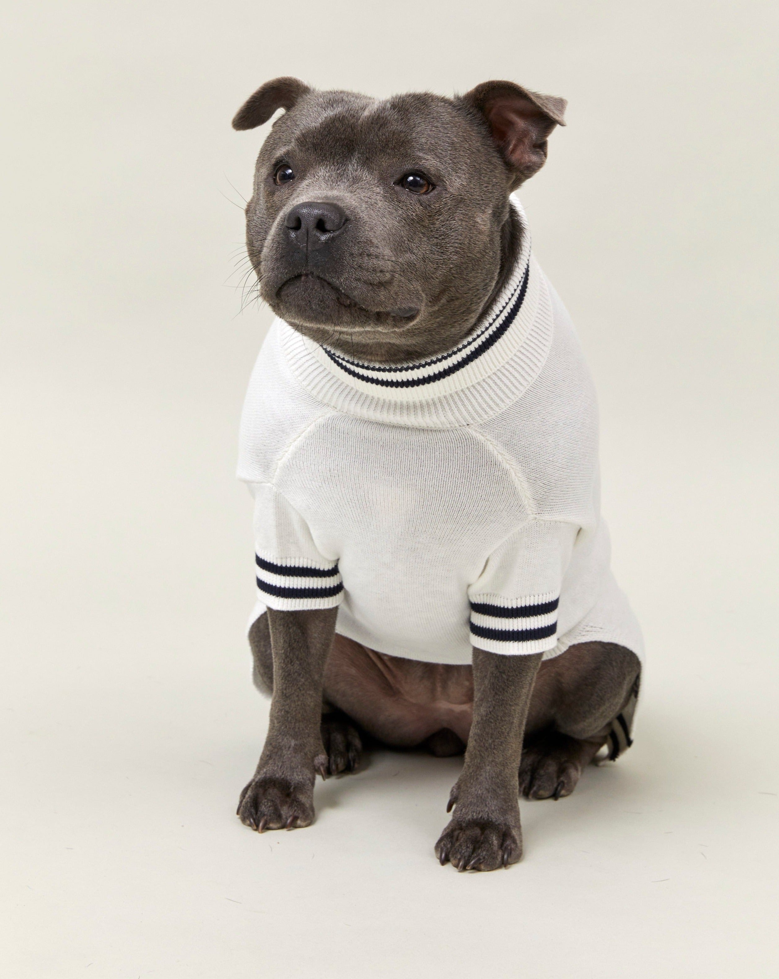 Front view of the Darren and Phillip dog jumper.