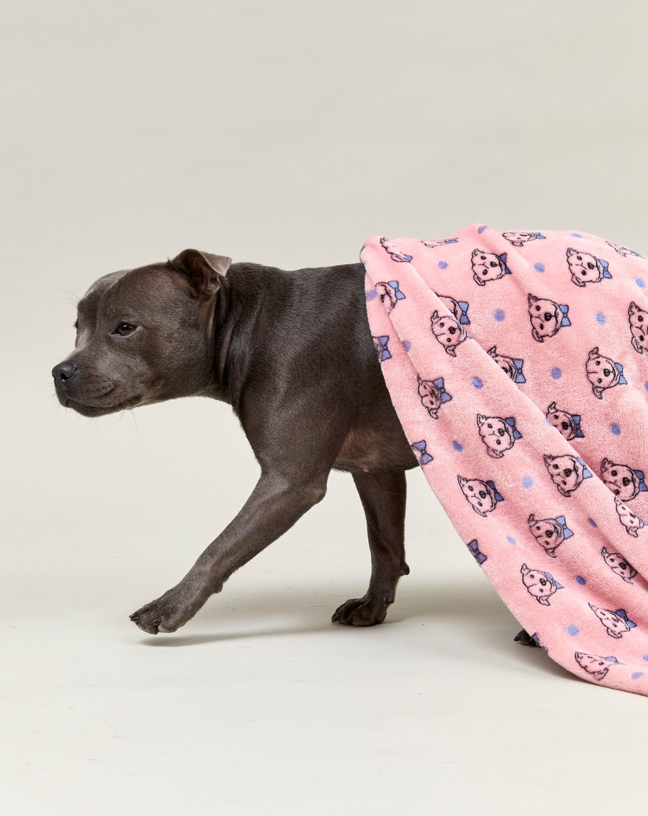 Darren and Phillip printed dog blanket.