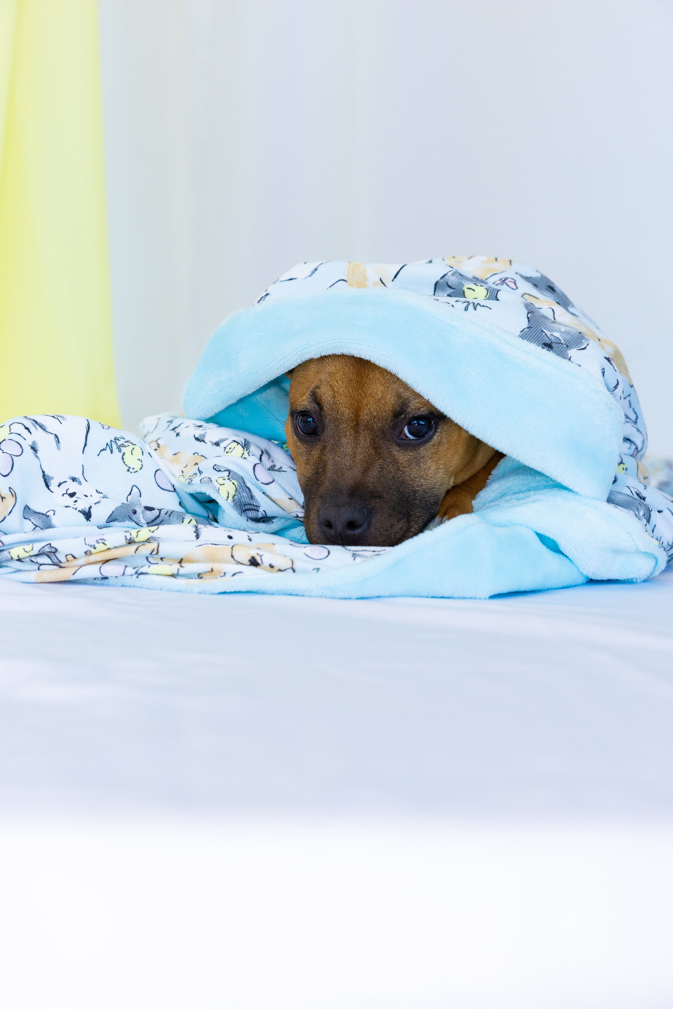 Dog Blanket | Easter Play Date