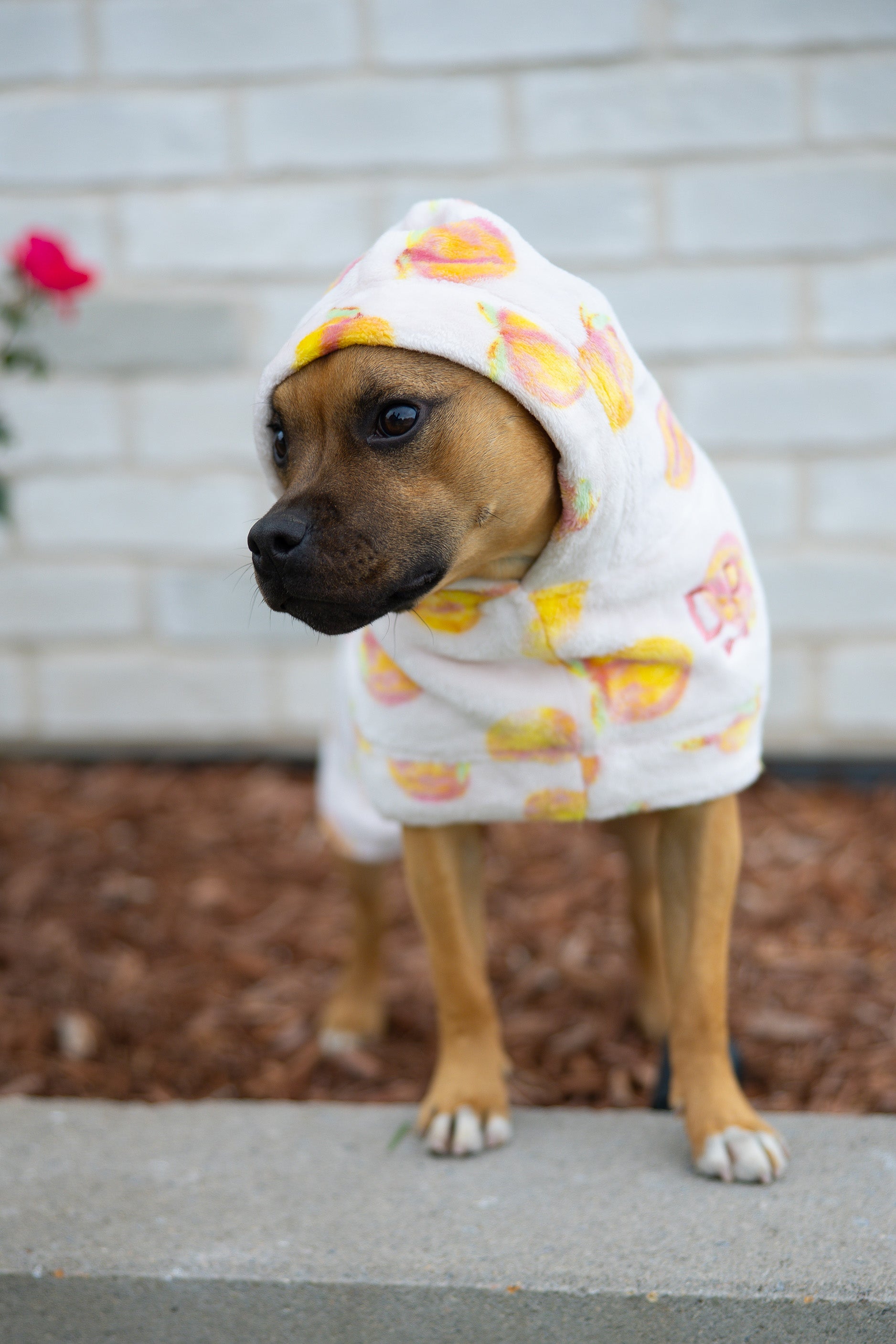 Dog Lounge Robe | Cutie Frutti, Peach