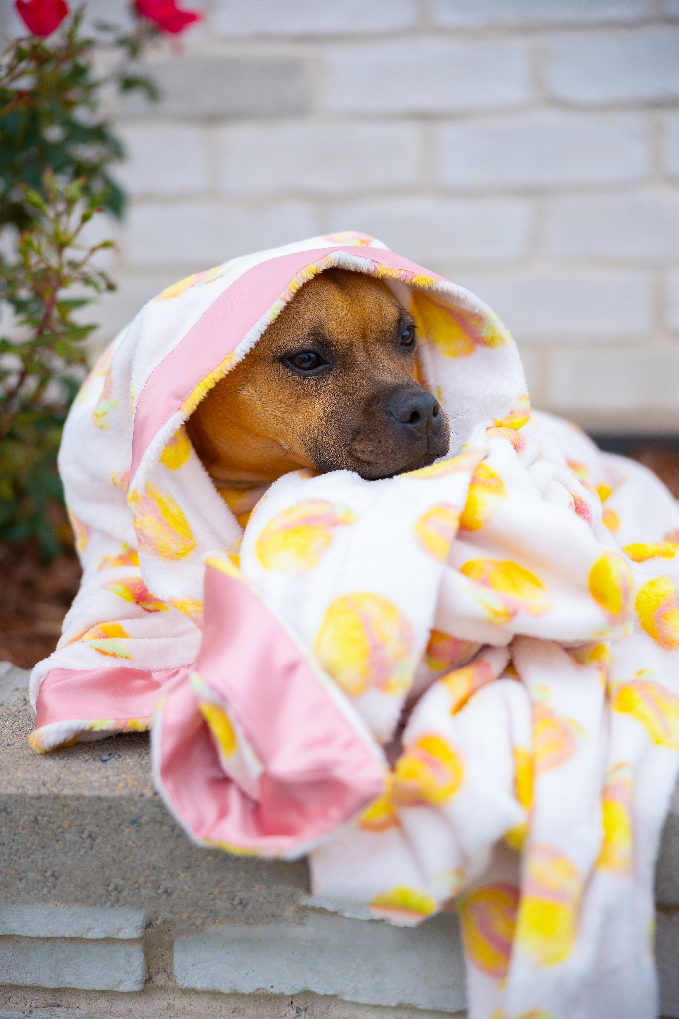 Dog Blanket | Cutie Frutti, Peach