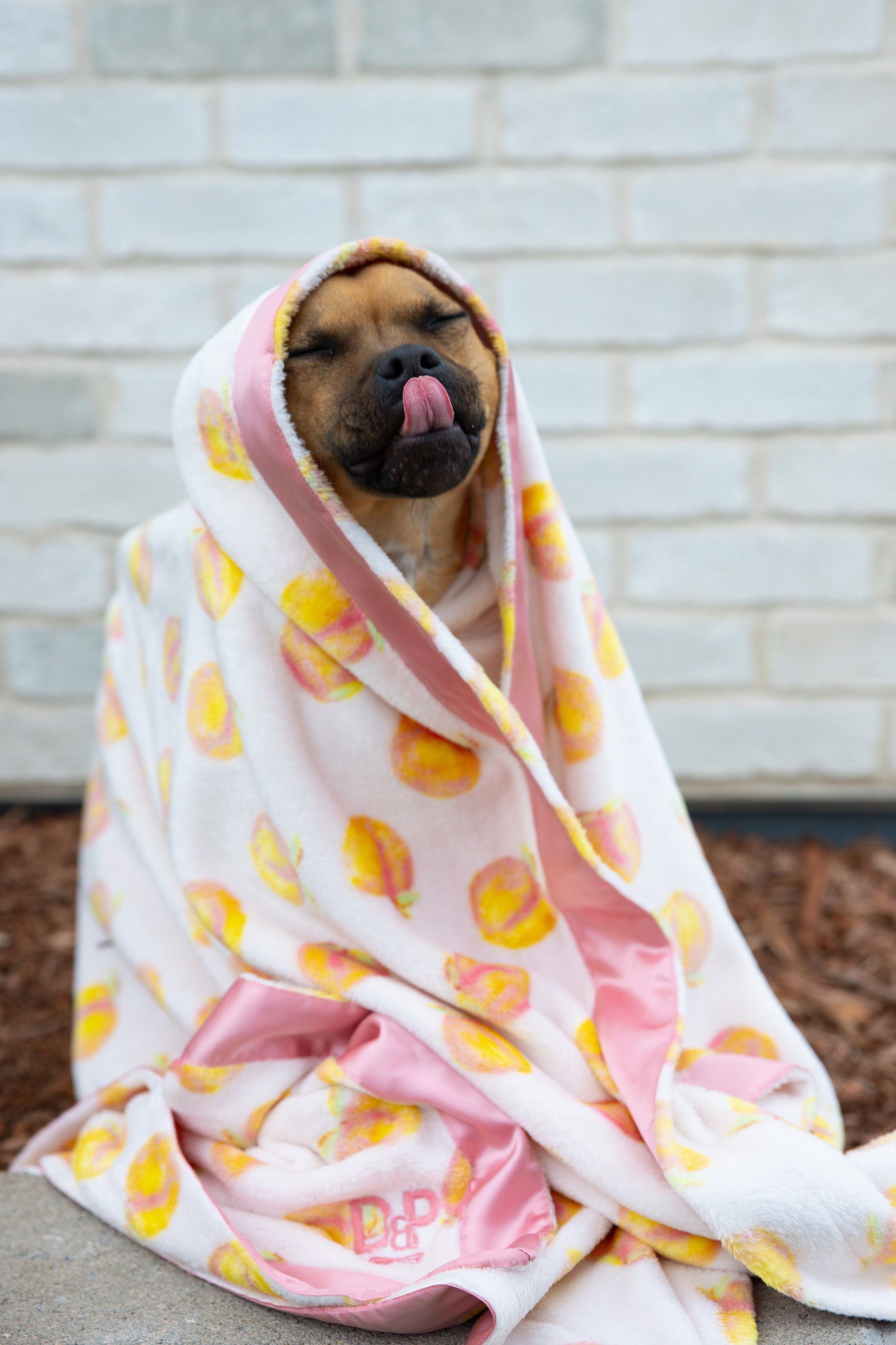 Dog Blanket | Cutie Frutti, Peach