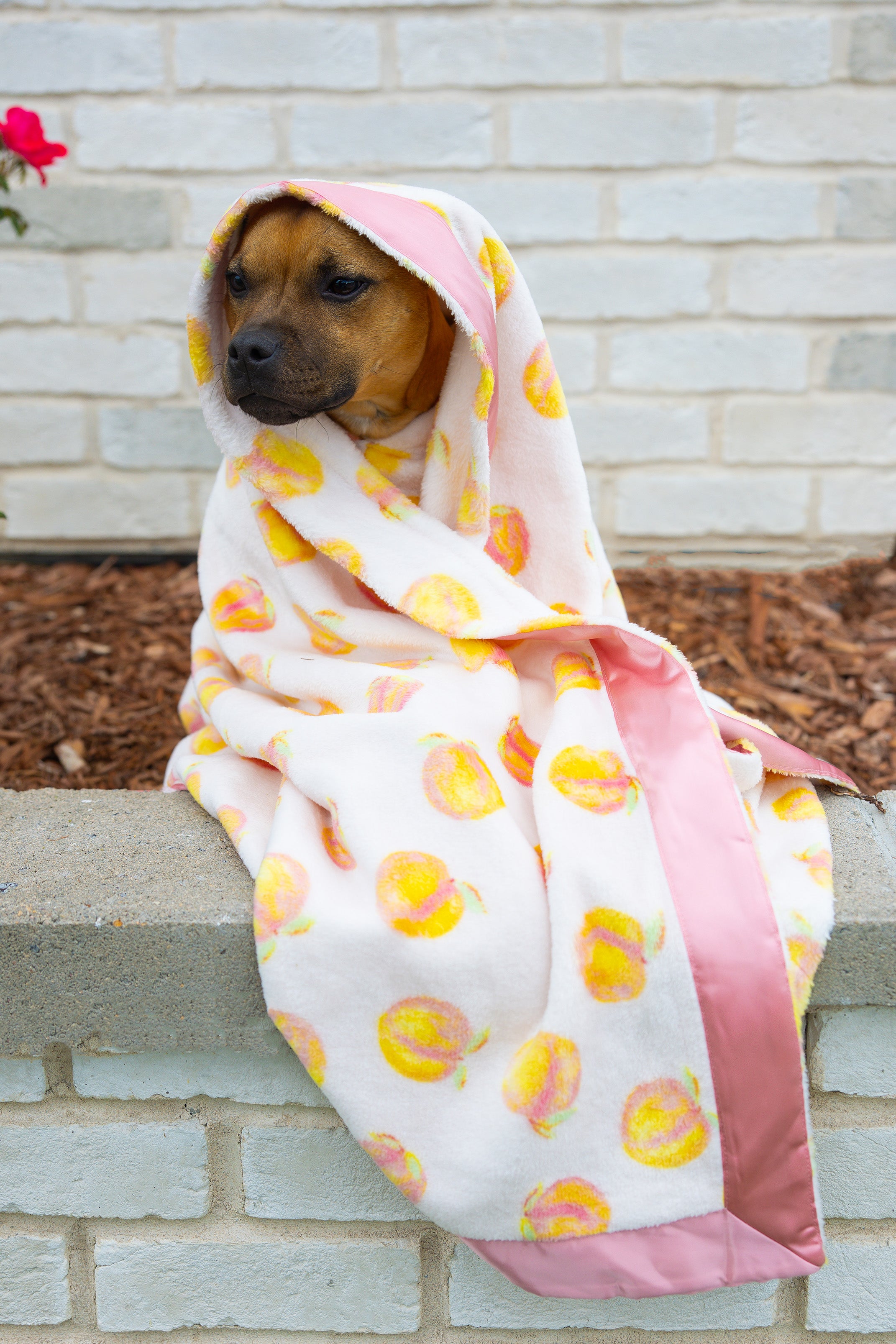 Dog Blanket | Cutie Frutti, Peach