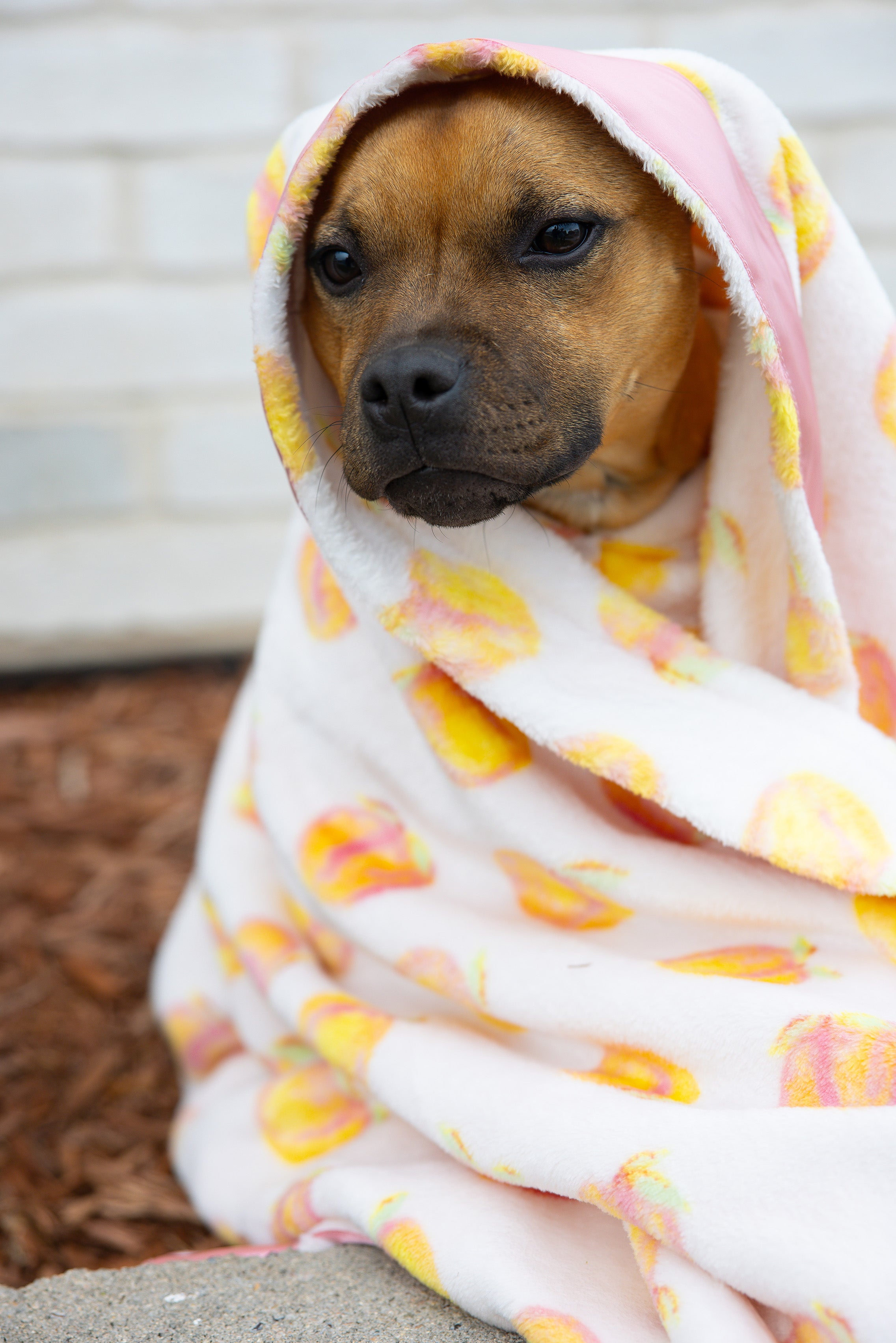 Dog Blanket | Cutie Frutti, Peach