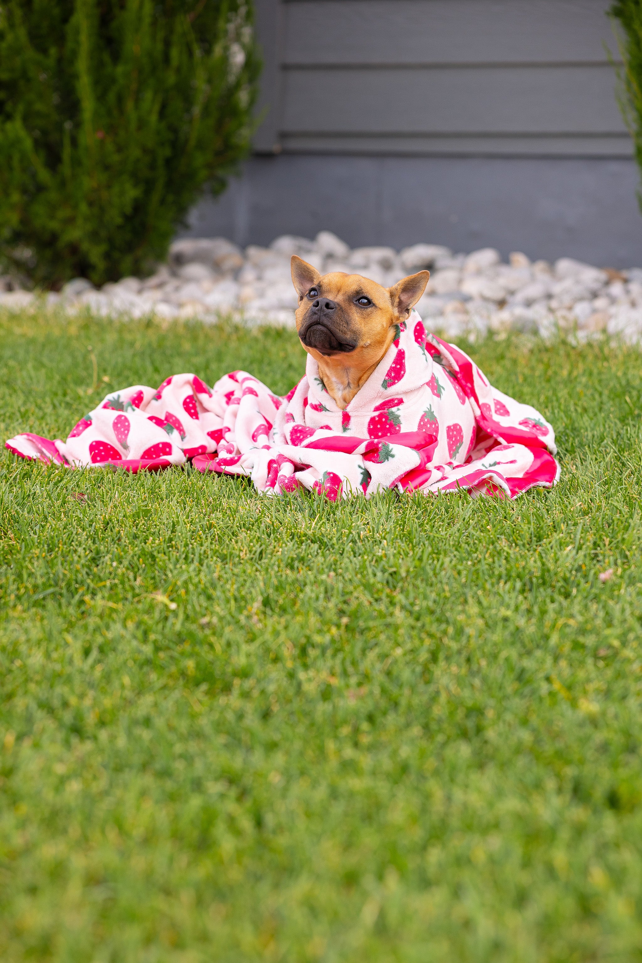 Dog Blanket | Cutie Frutti, Strawberry