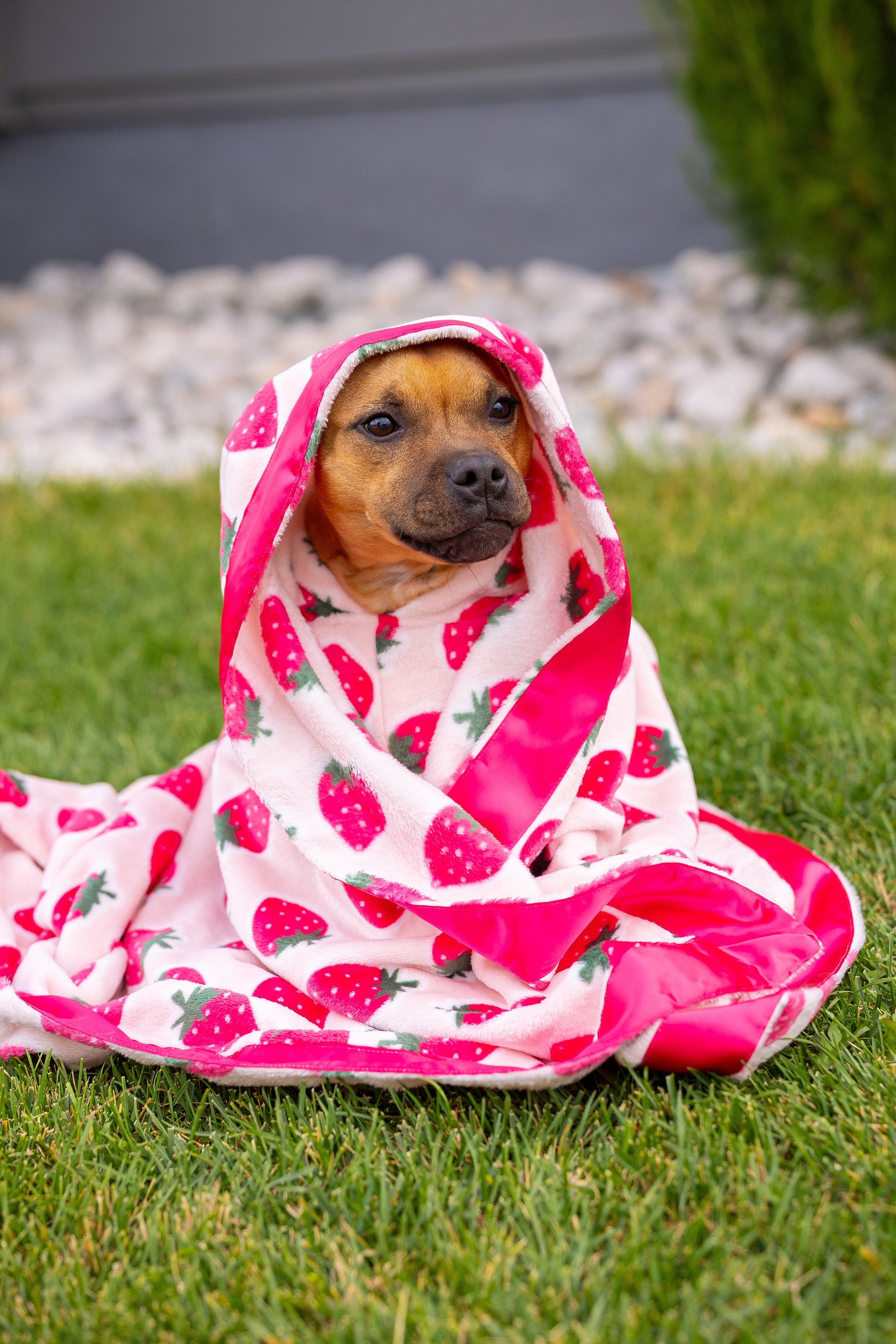 Dog Blanket | Cutie Frutti, Strawberry