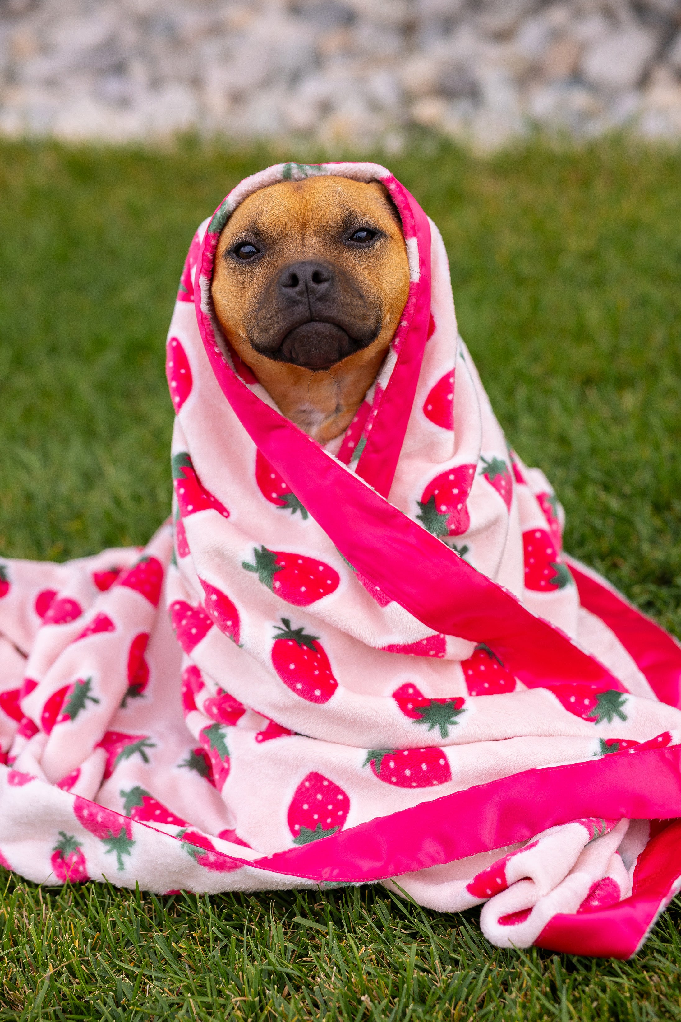 Dog Blanket | Cutie Frutti, Strawberry