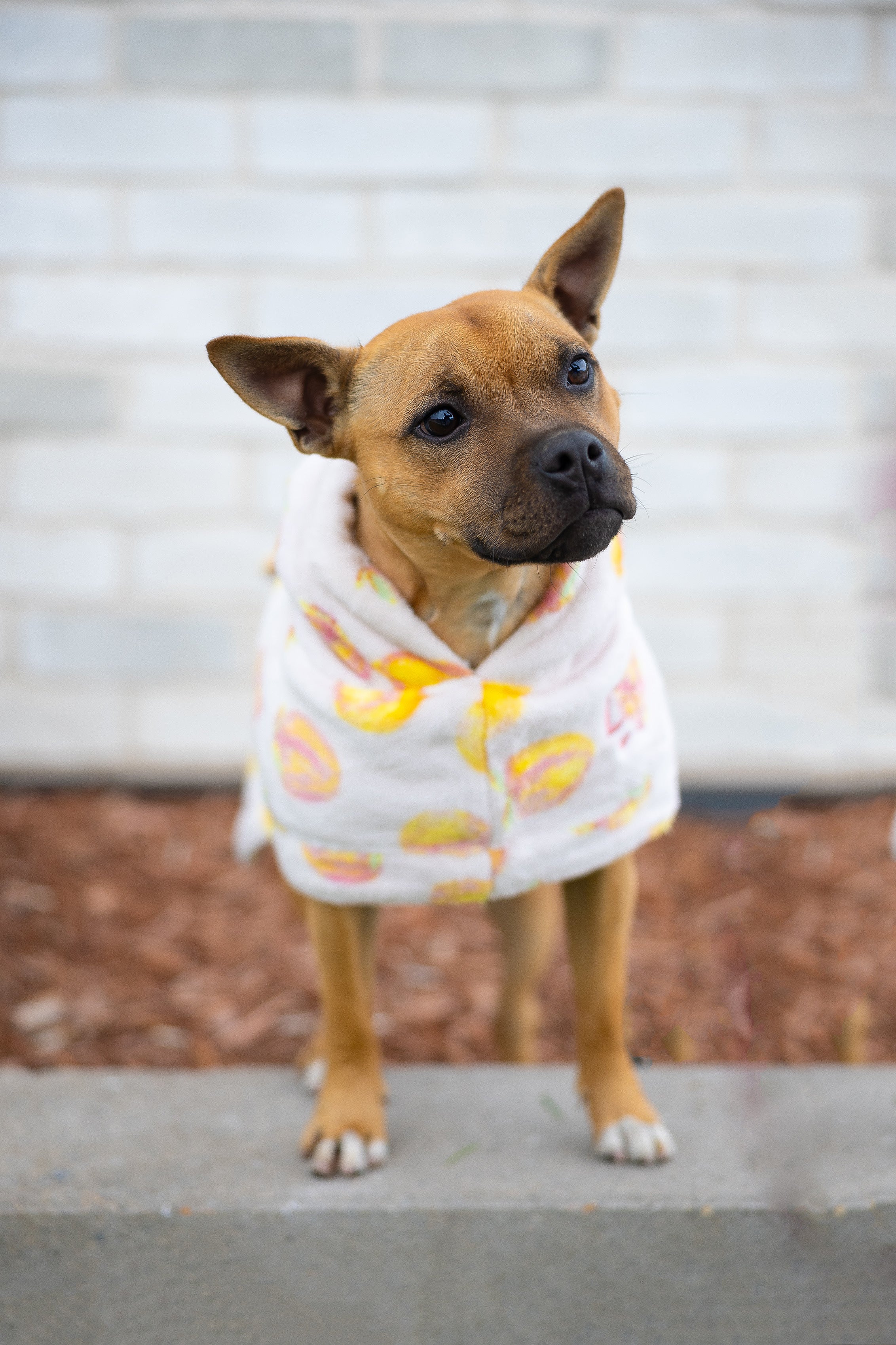 Dog Lounge Robe | Cutie Frutti, Peach