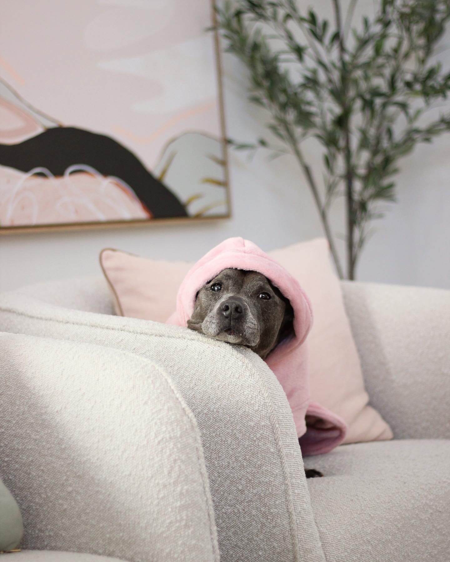 Darren and Phillip pink personalised dog robe.
