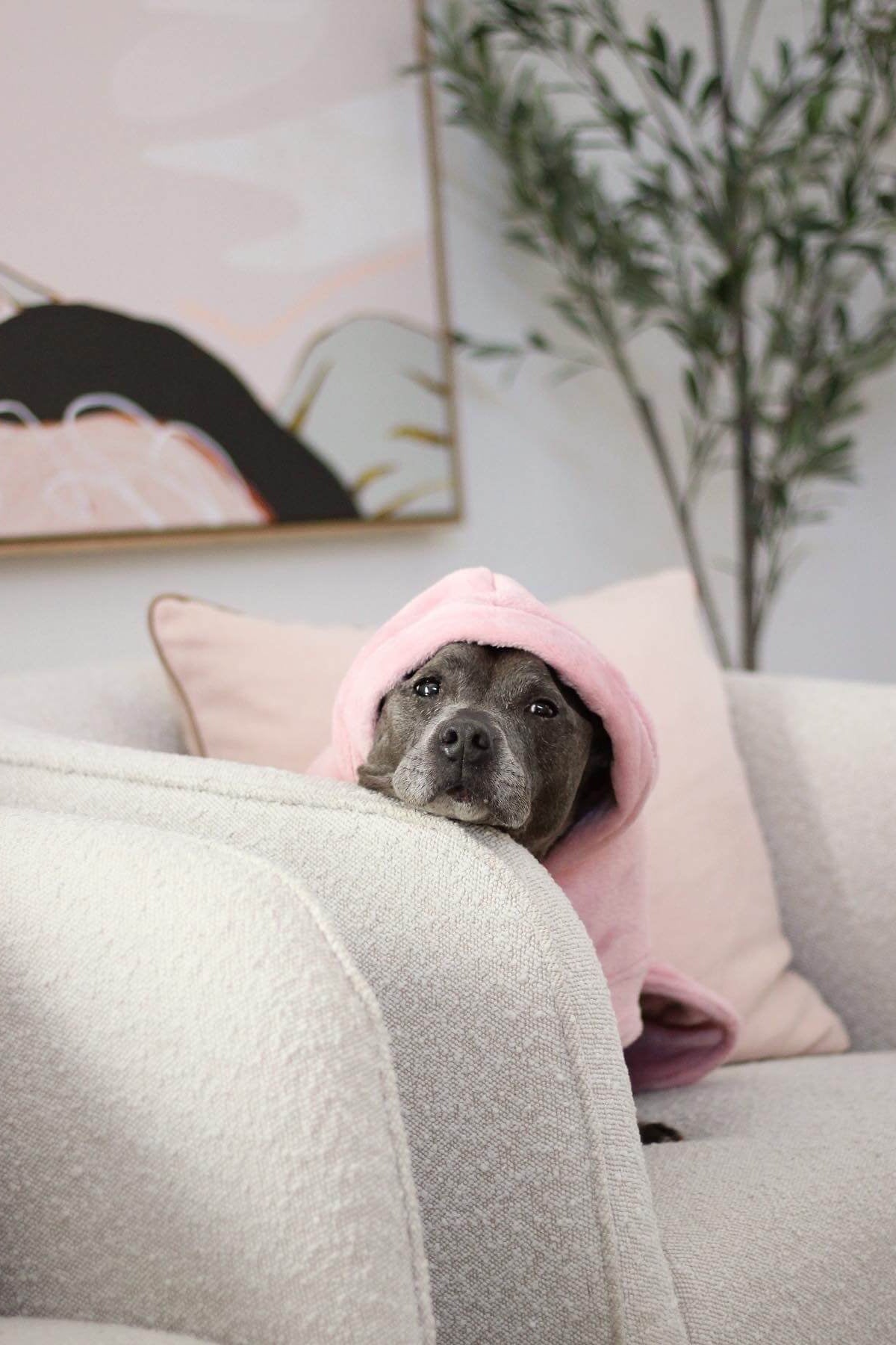 Darren and Phillip pink personalised dog robe.