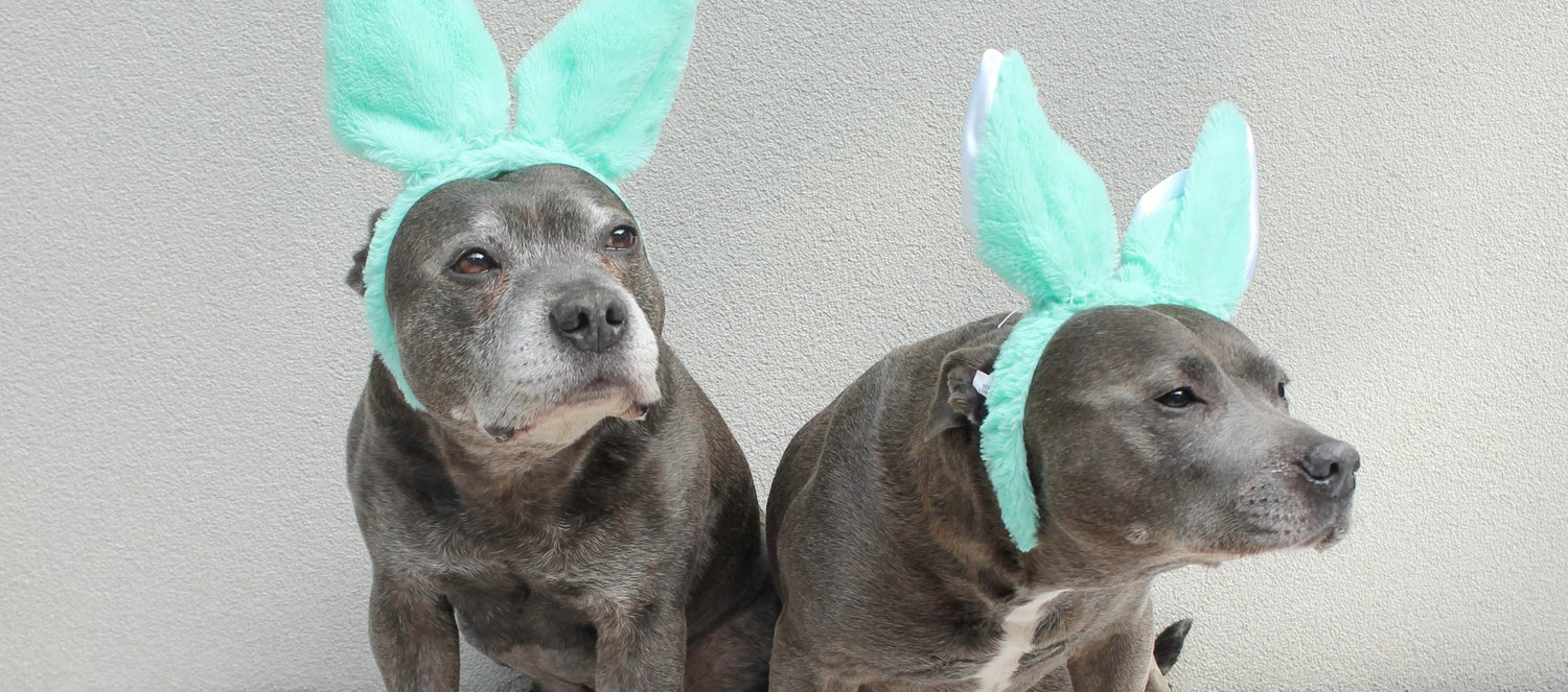 Make your own all natural, dog friendly Darren and Phillip Easter Cookies for dogs!