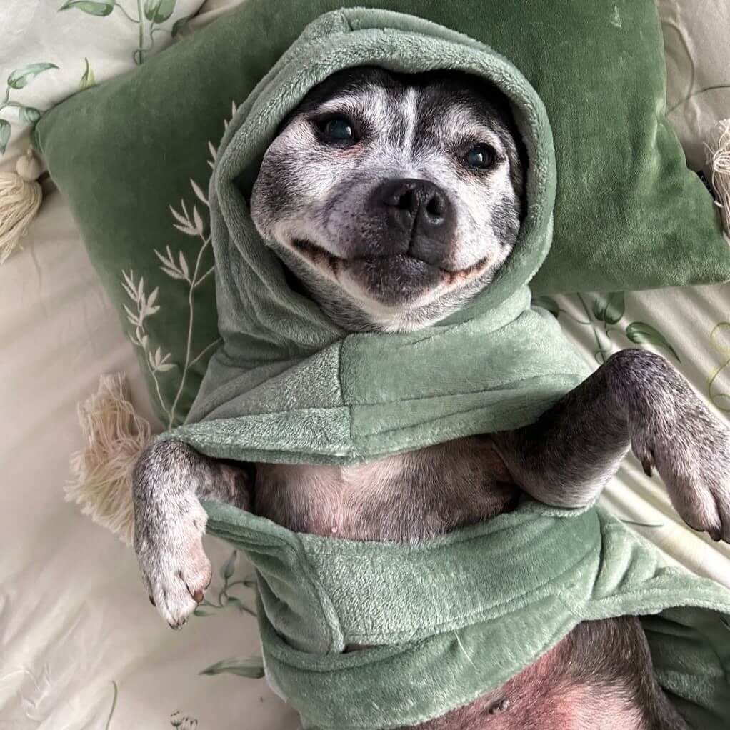 A relaxed dog wearing the Darren and Phillip calming robe in green.