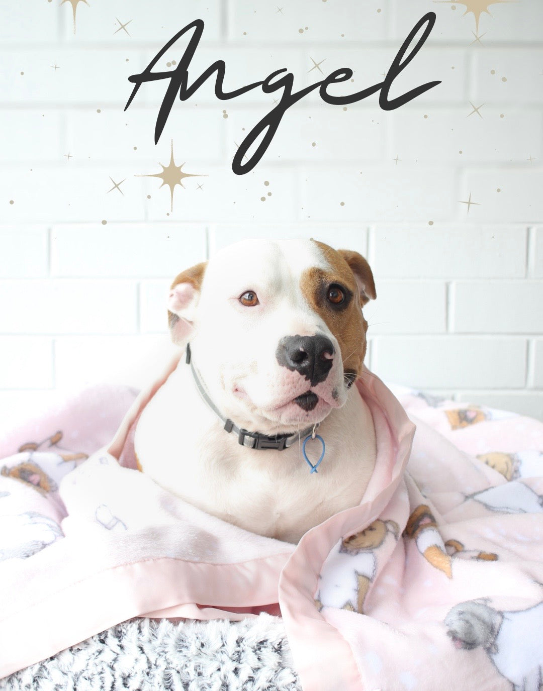Angel is ADOPTED! - MEET ANGEL FROM GEELONG ANIMAL RESCUE