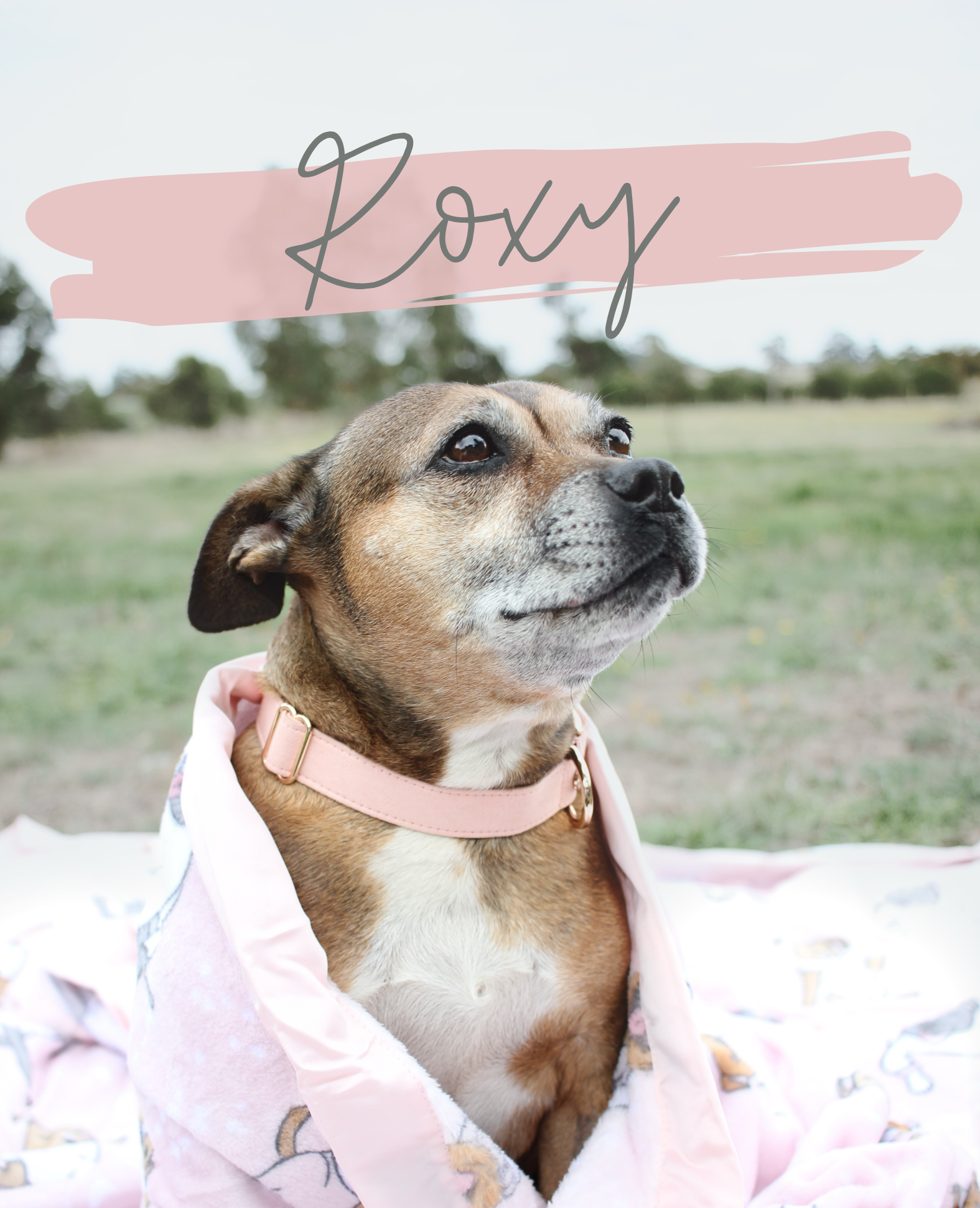 Roxy is ADOPTED - MEET ROXY FROM STAFFORD RESCUE VICTORIA