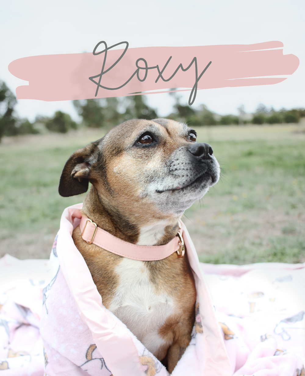 Roxy is ADOPTED - MEET ROXY FROM STAFFORD RESCUE VICTORIA | Darren ...