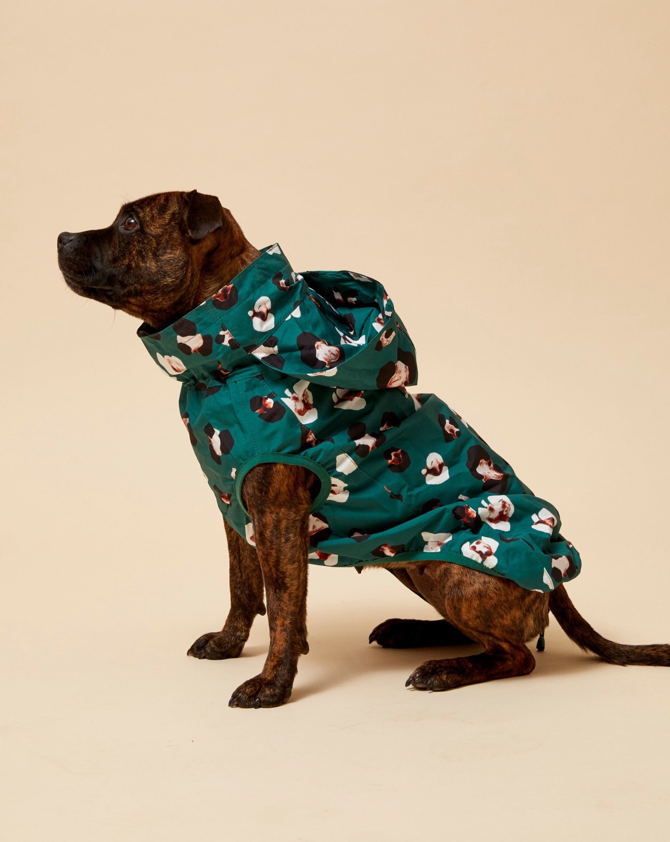 Darren and Phillip dog raincoat.