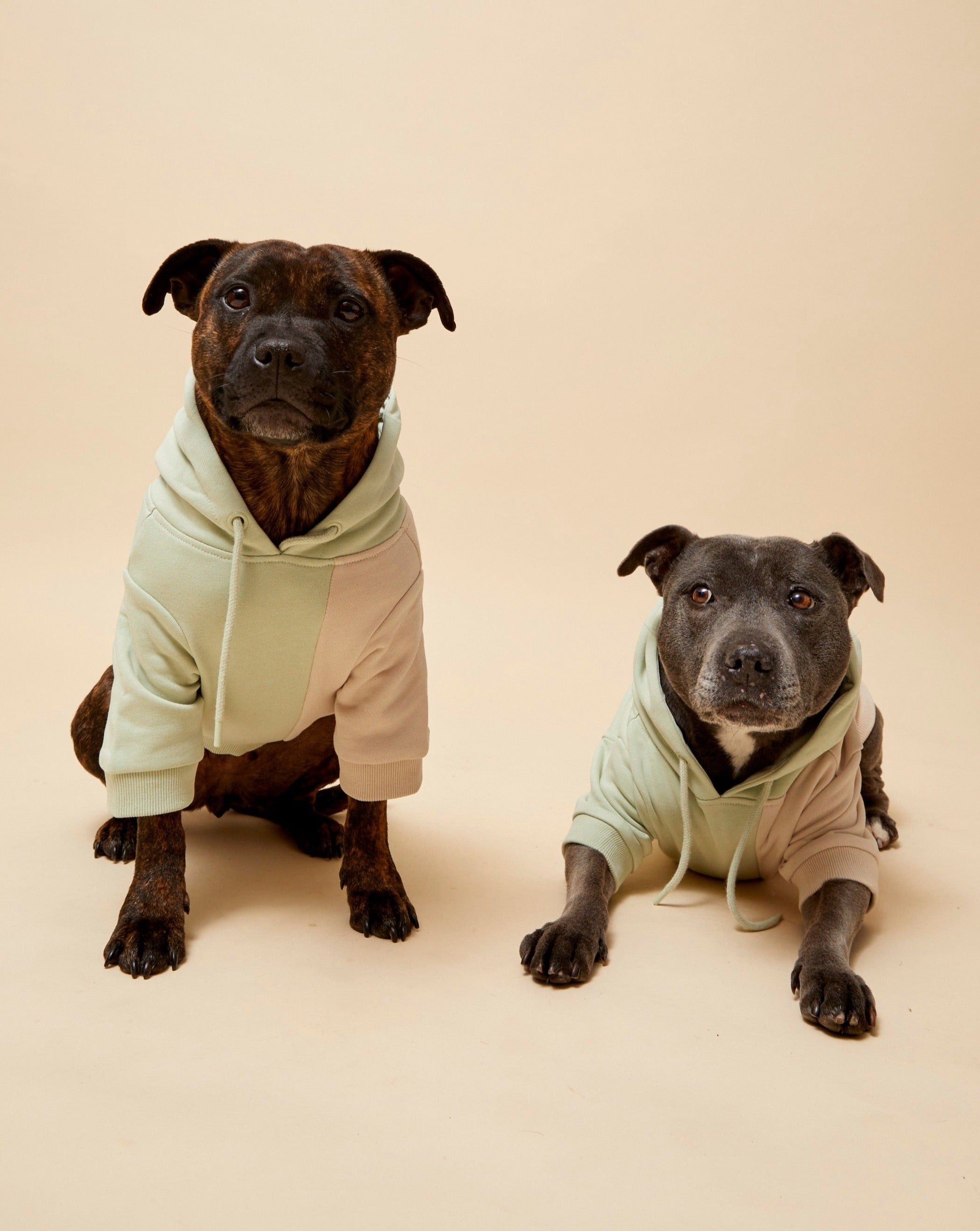 Darren and Phillip matching dog hoodies.