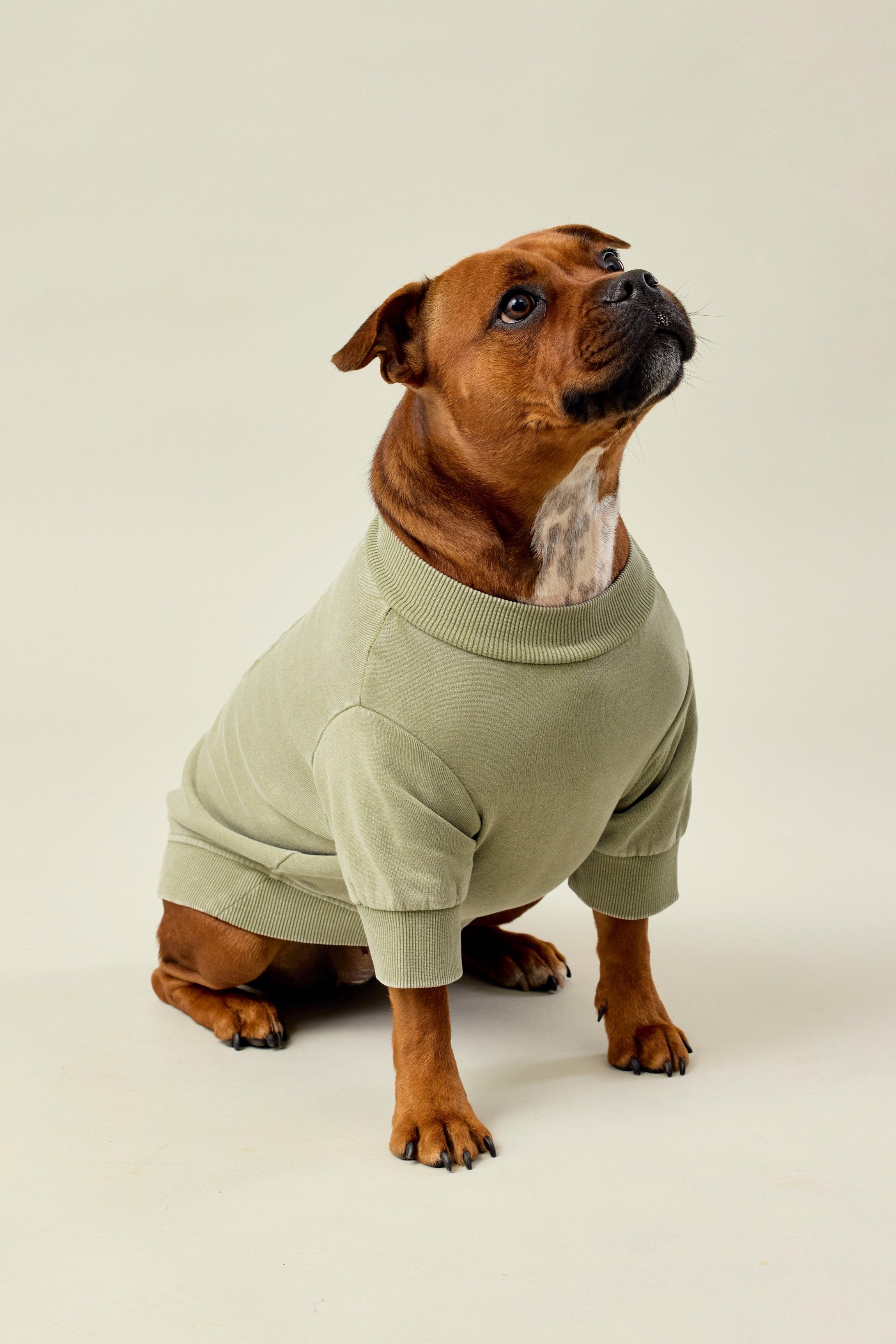 BFF Dog Sweatshirt - Olive