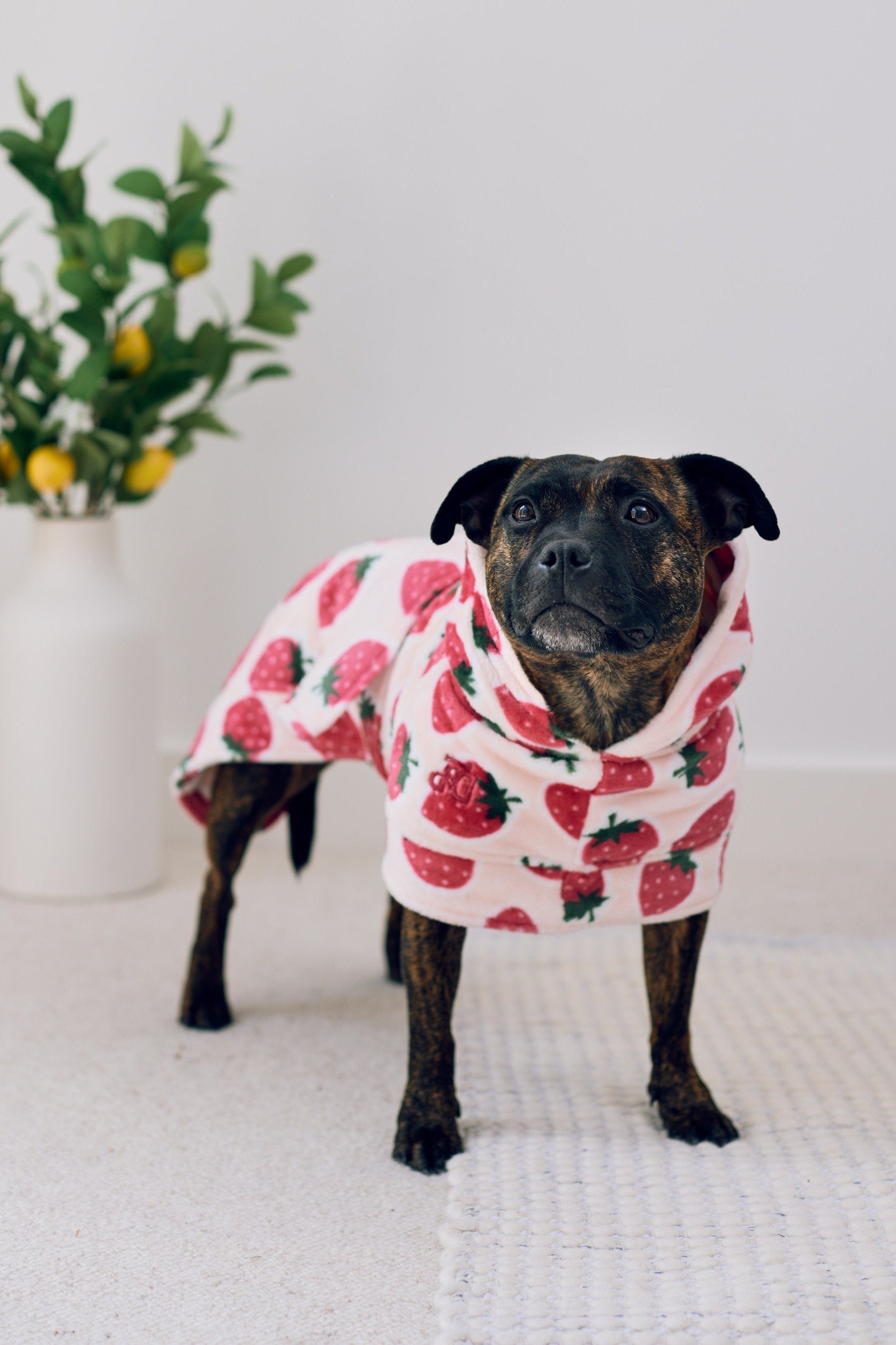 Dog Lounge Robe | Cutie Frutti, Strawberry