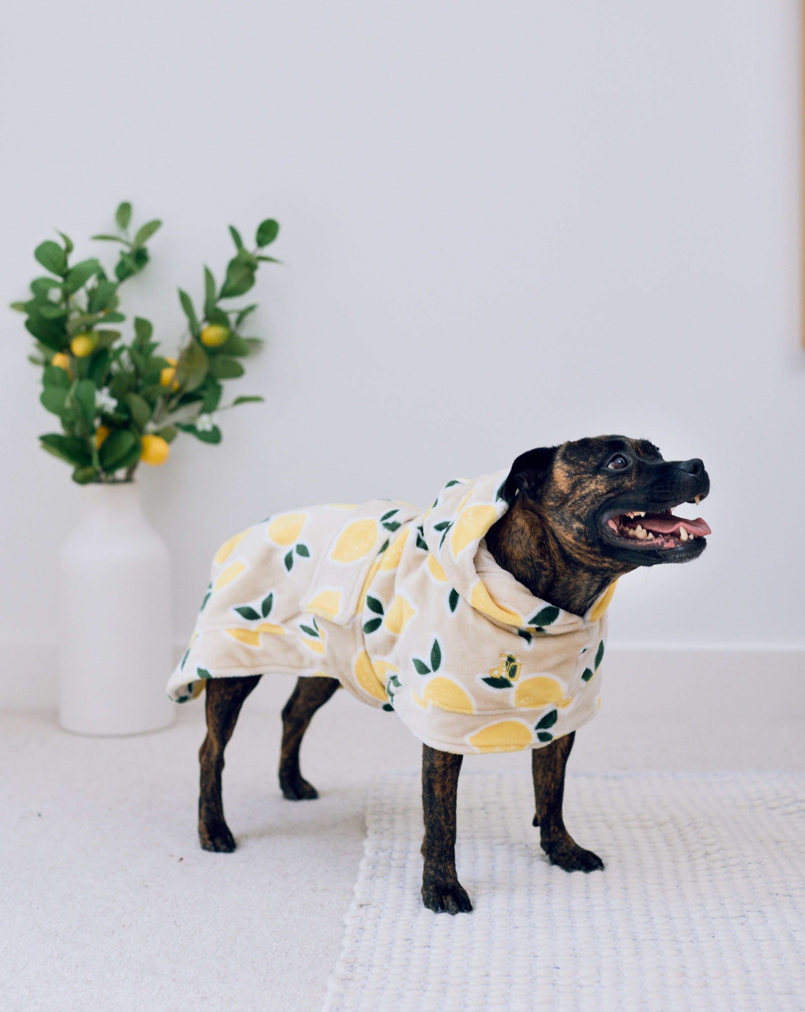 Darren and Phillip lemon print dog robe.