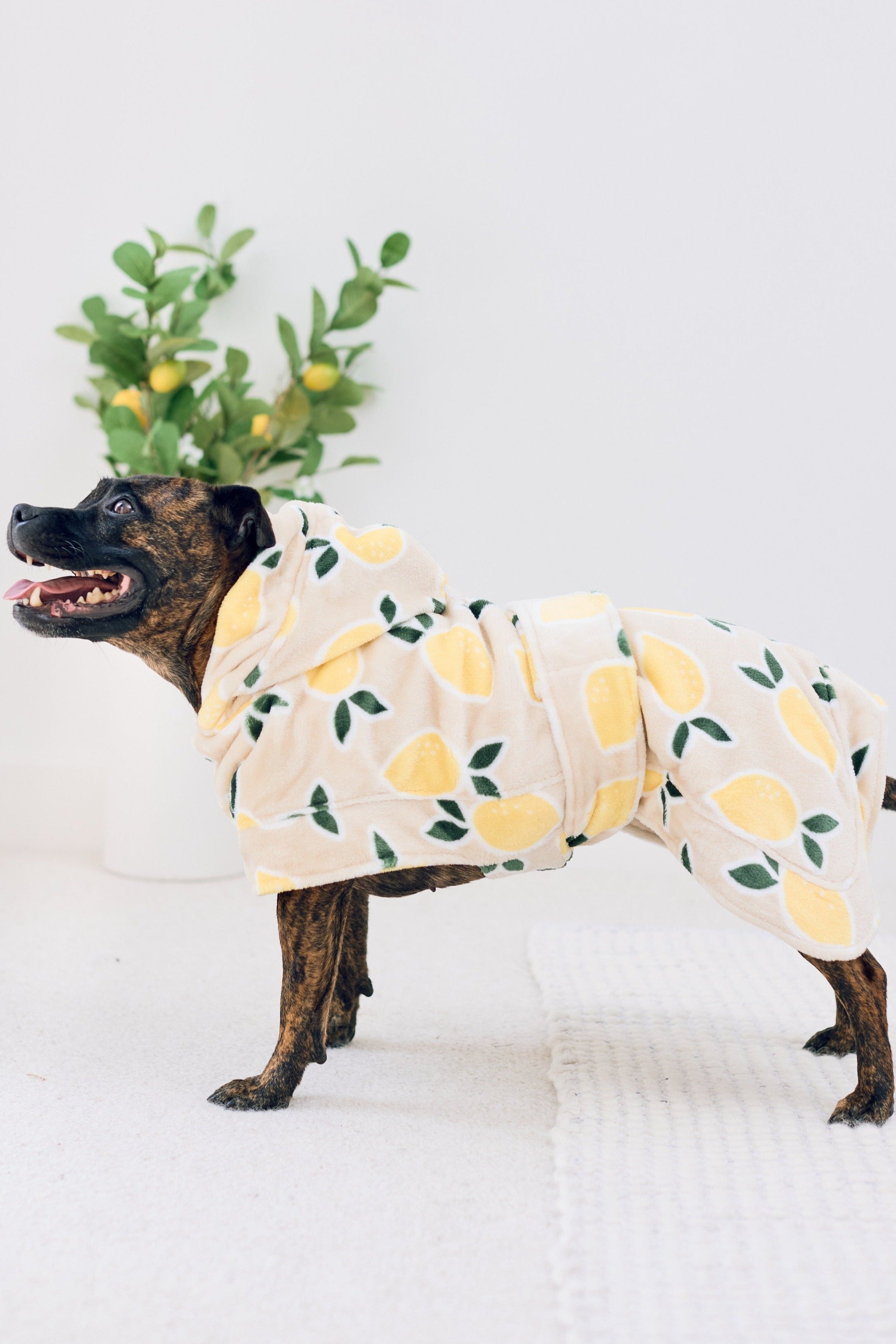 Darren and Phillip lemon print dog robe.