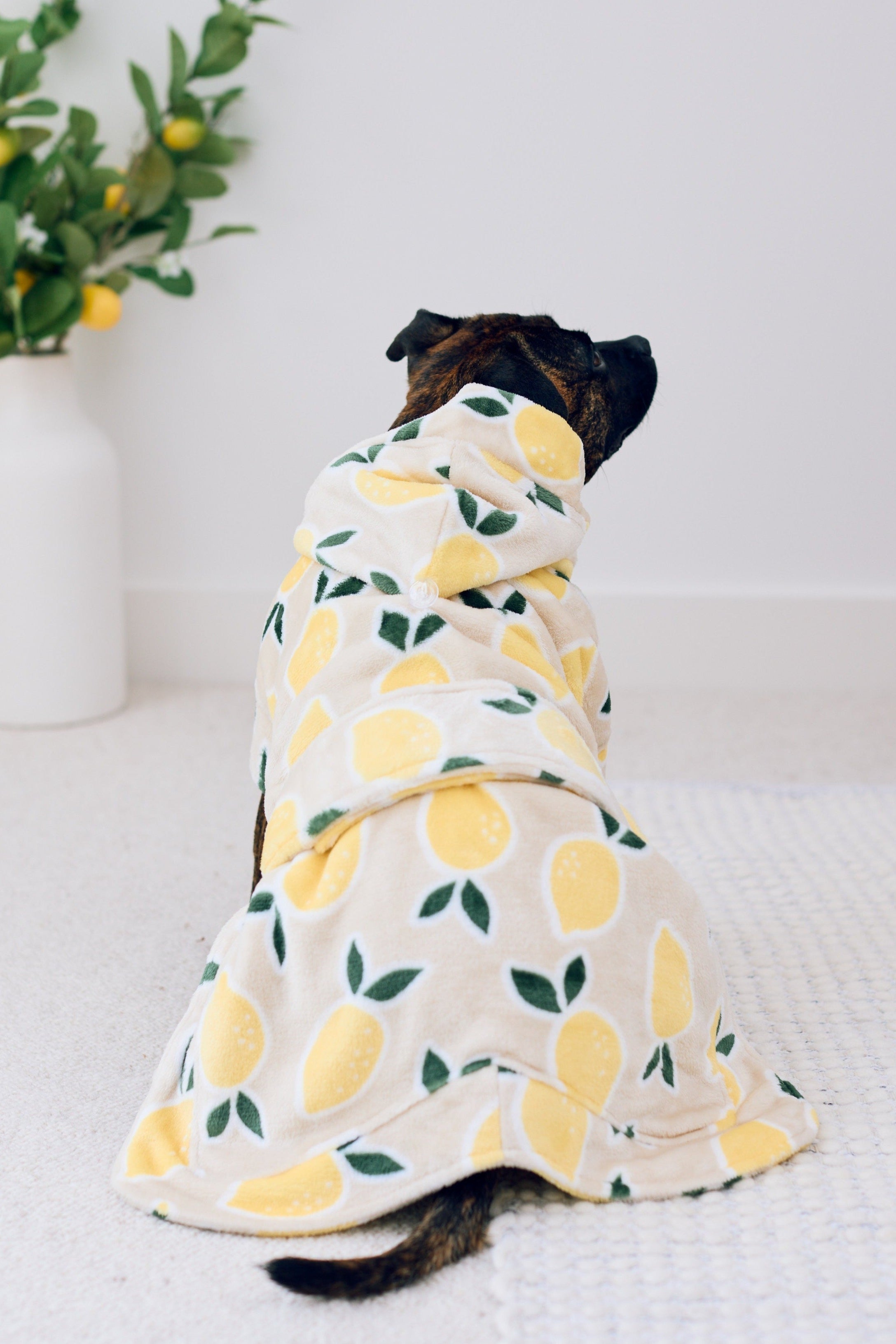 Darren and Phillip calming dog robe.