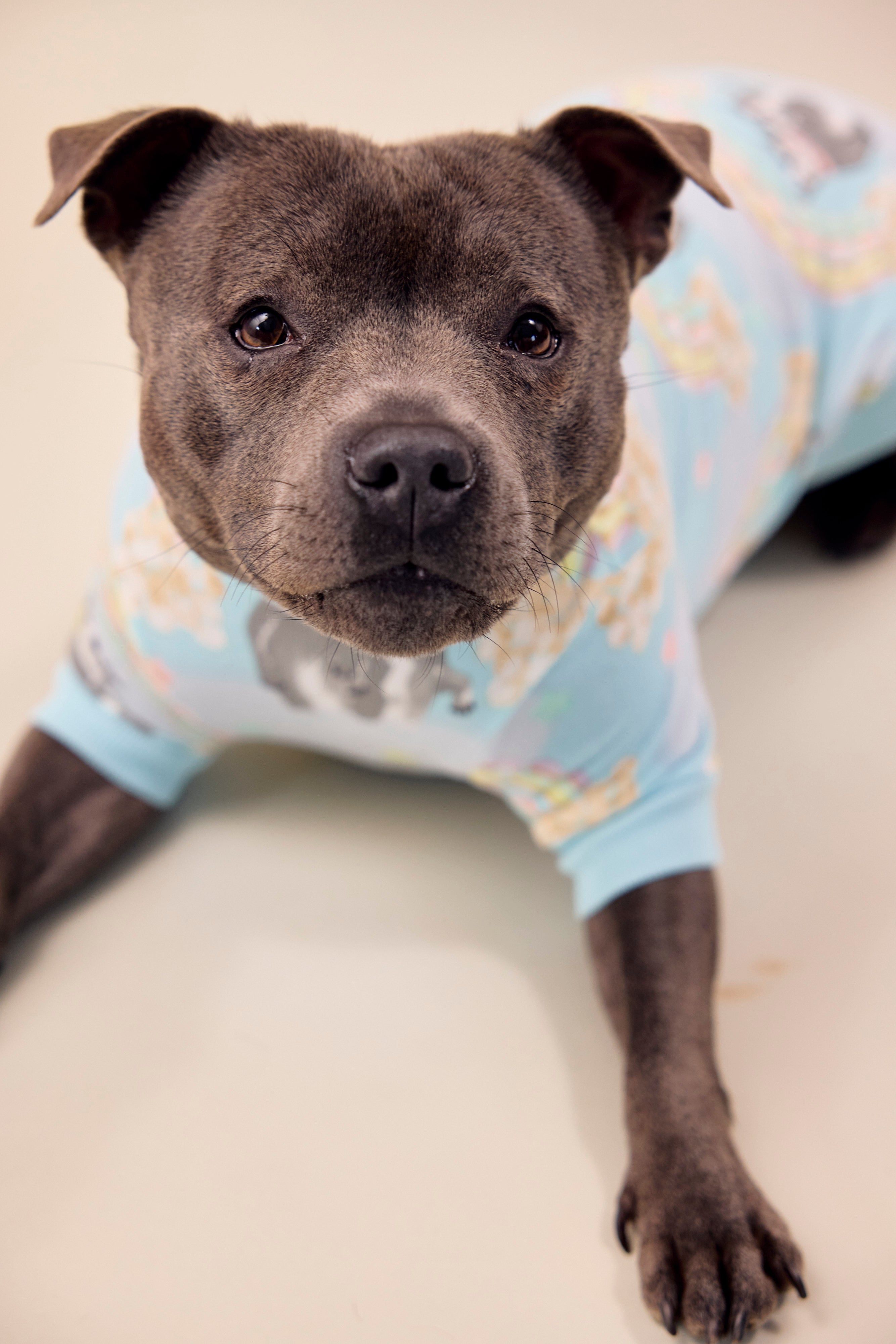 Sweet Rainbow Dreams Dog Tee