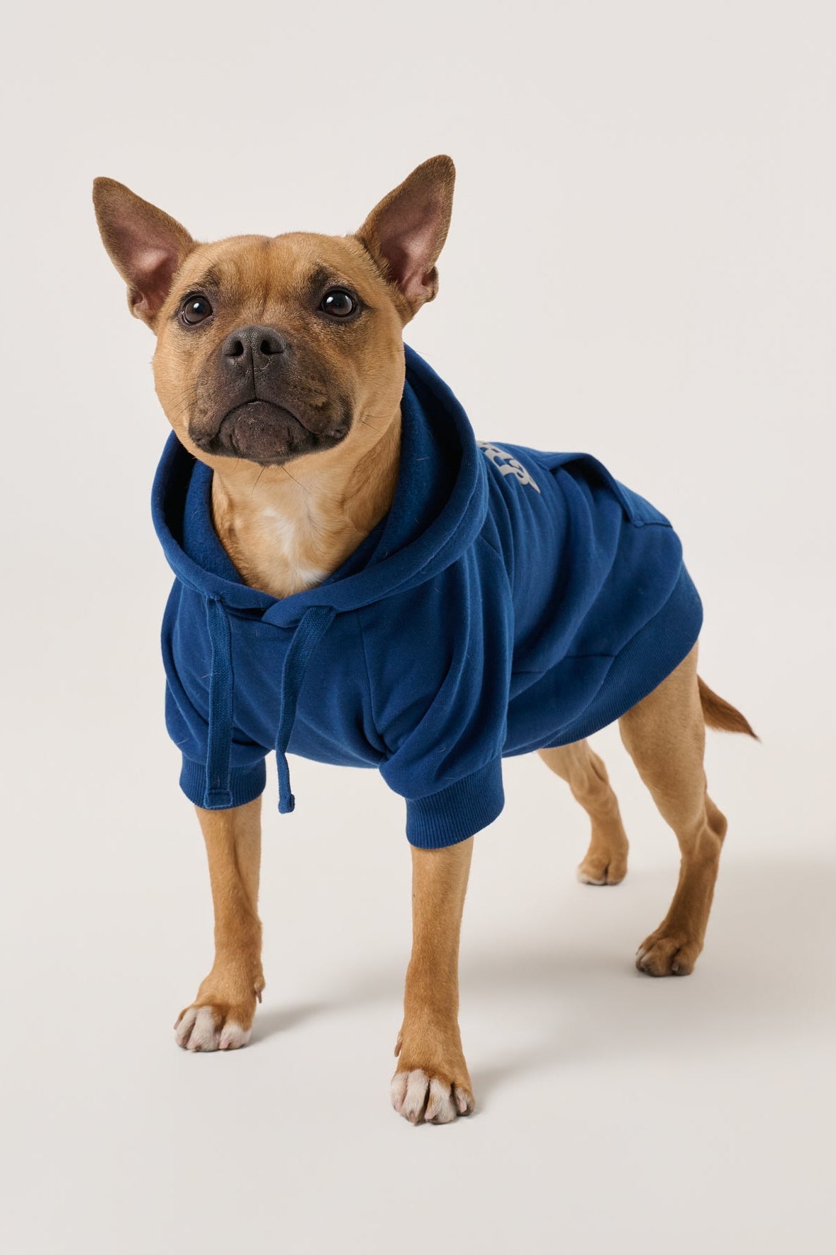 Puff Print Dog Hoodie | Marine