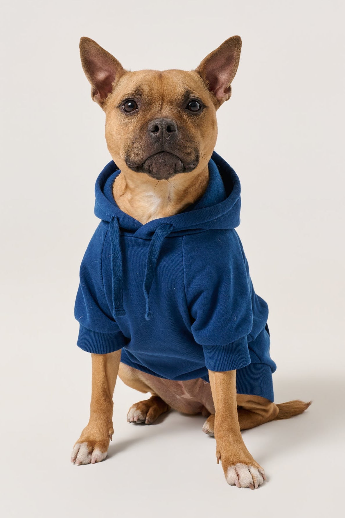 Puff Print Dog Hoodie | Marine