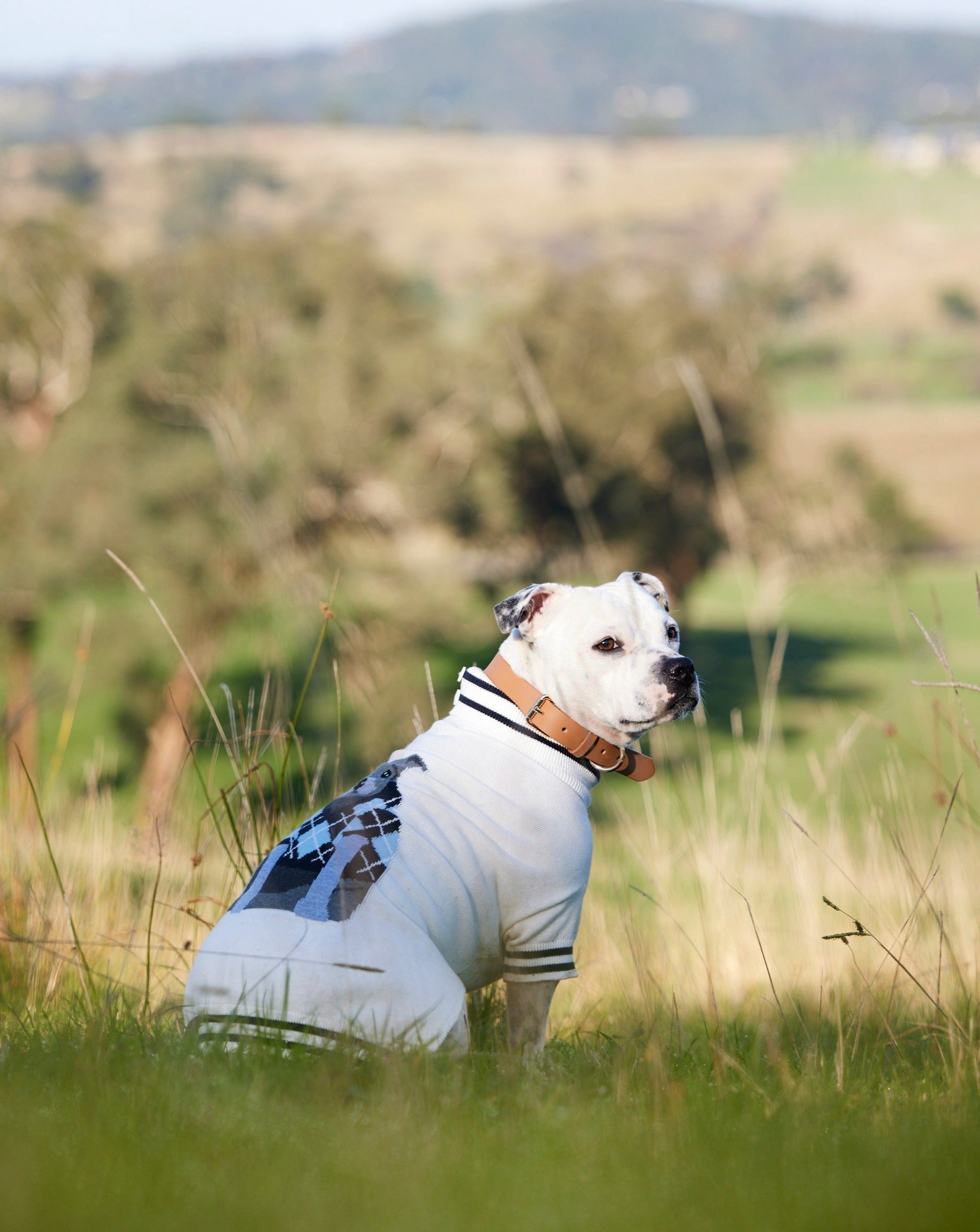 A staffy in a field wearing a Darren and Phillip Dog Jumper.