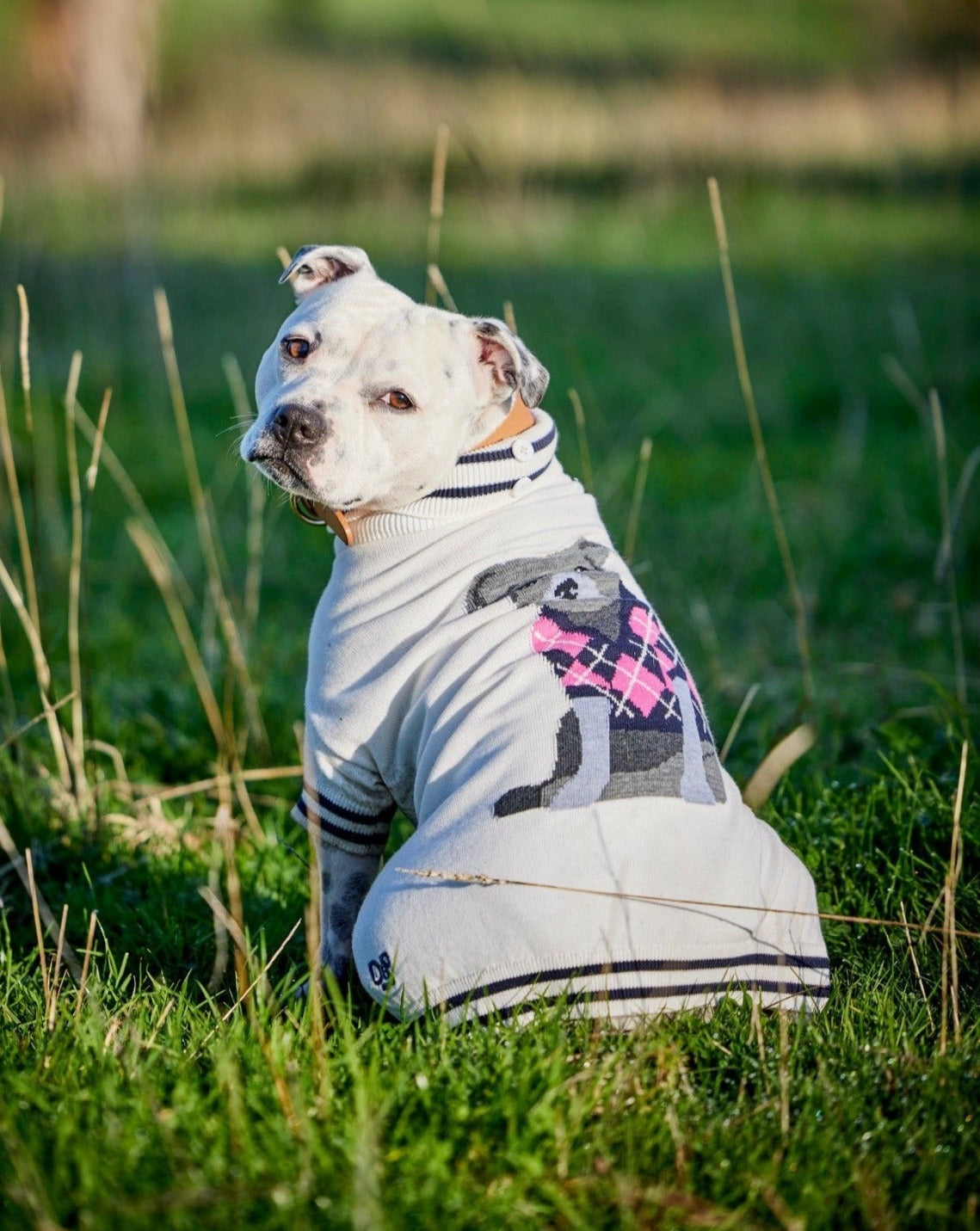 A staffy wearing the Darren and Phillip dog jumper.