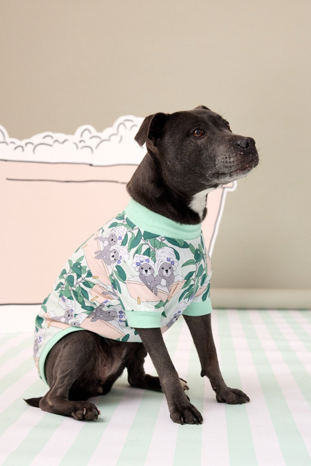 Paw Spa Pune Dog Mobile Spotted Dog Spa Vicki S Pampered Pets LLC