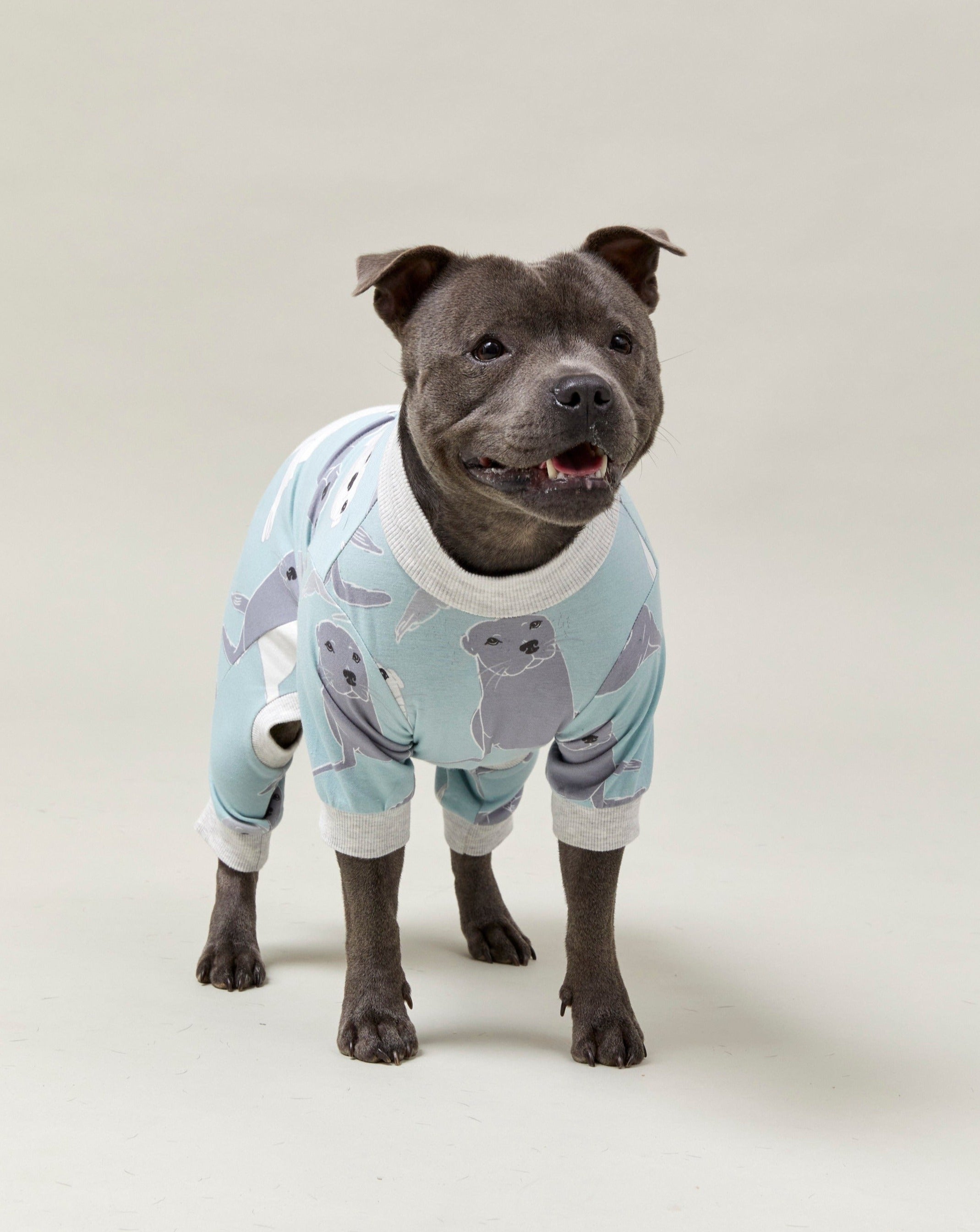 Staffordshire bull hot sale terrier clothing