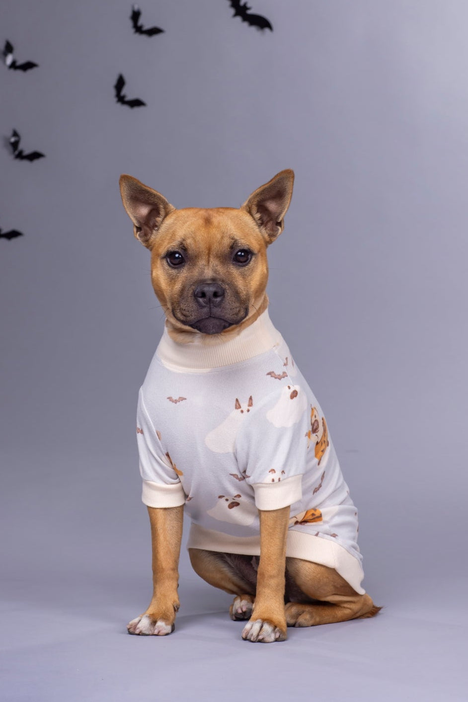 Dog wearing a Halloween-themed shirt with bats on a gray background