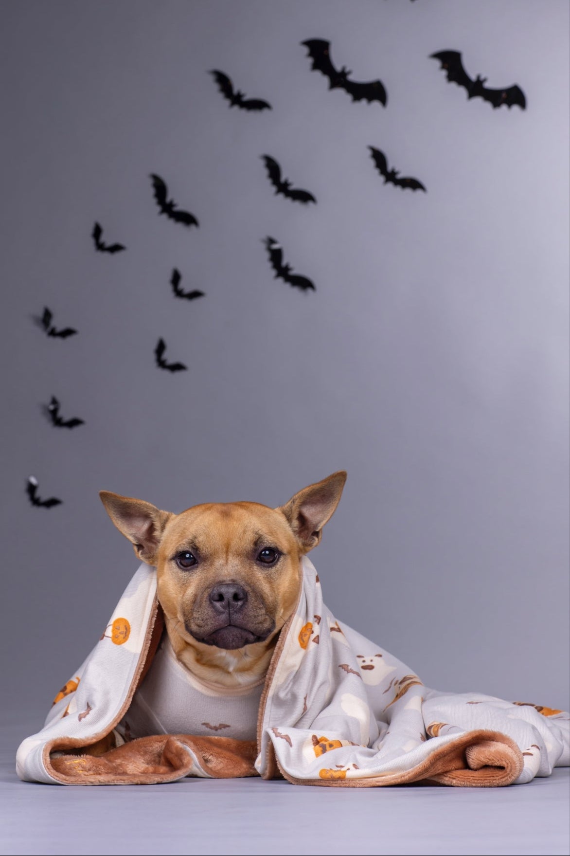 Dog Blanket | Howl-O-Ween