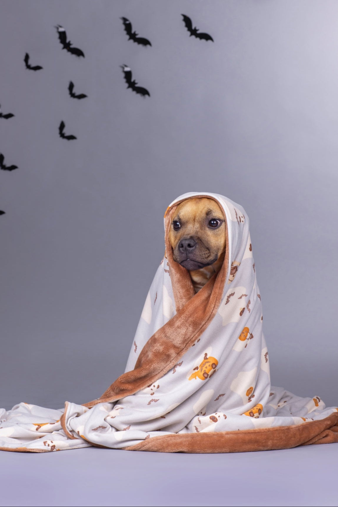 Dog Blanket | Howl-O-Ween