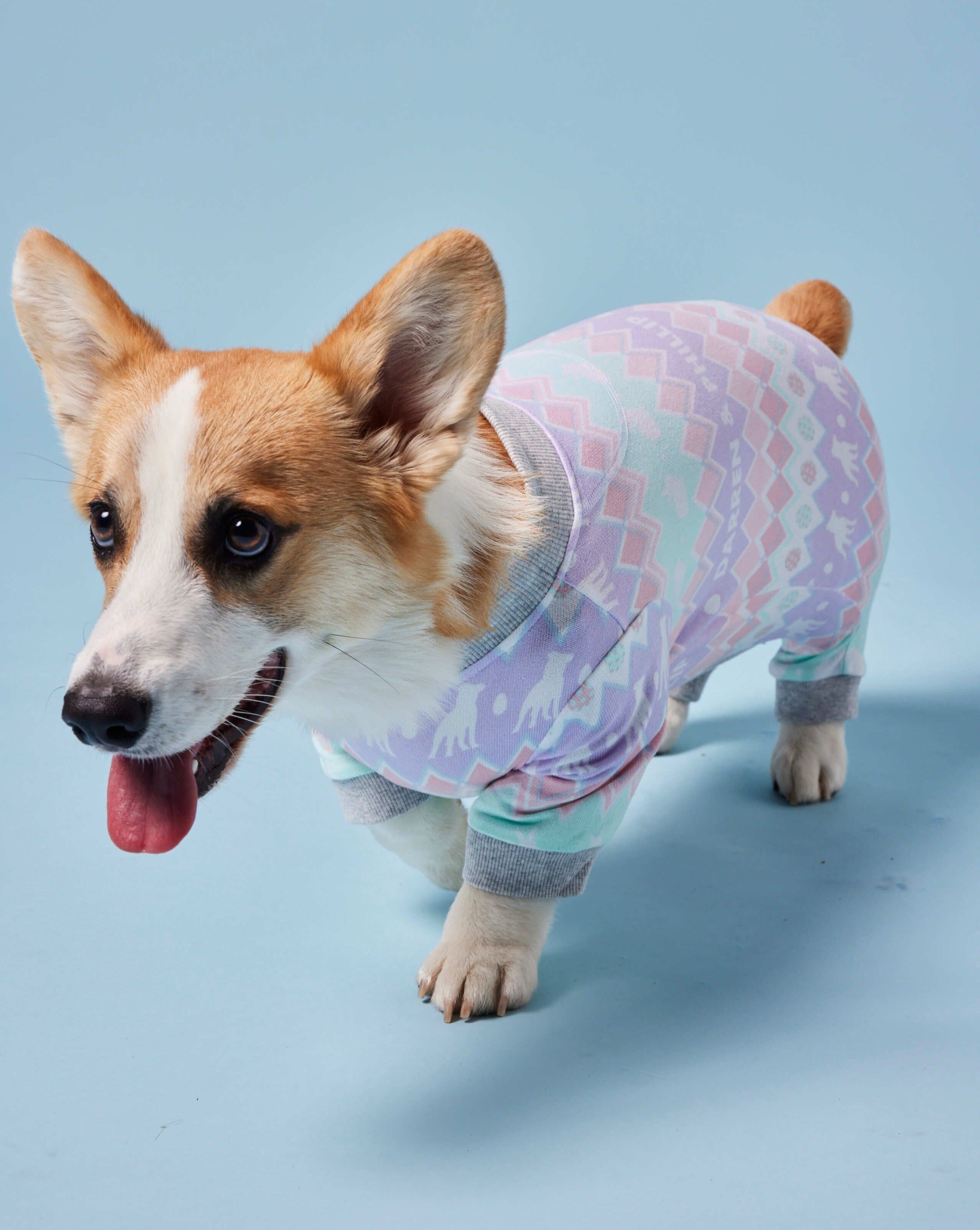 A corgie wearing Darren and Phillip Easter pyjamas dog onesie.